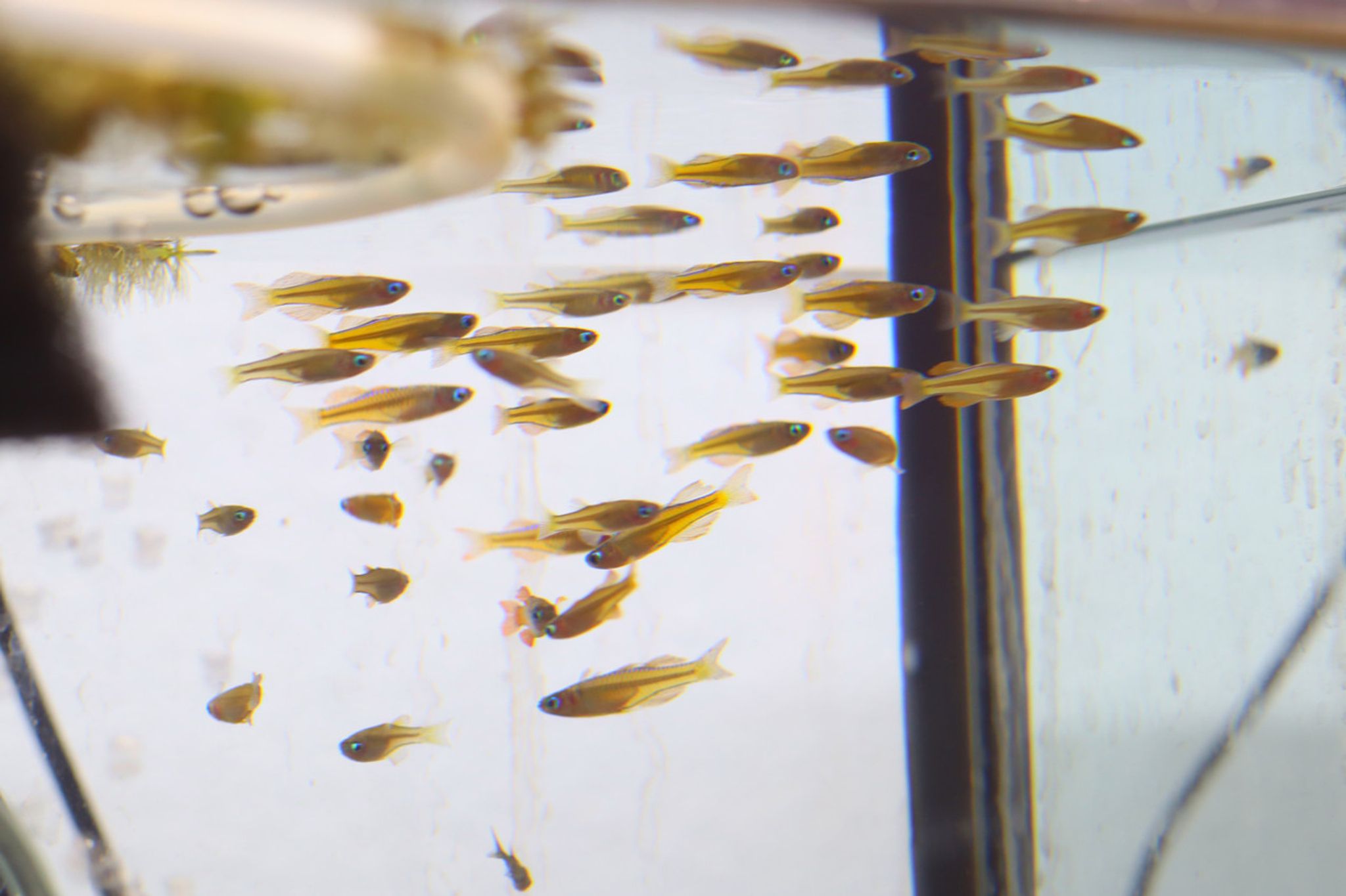 Paskai Rainbowfish