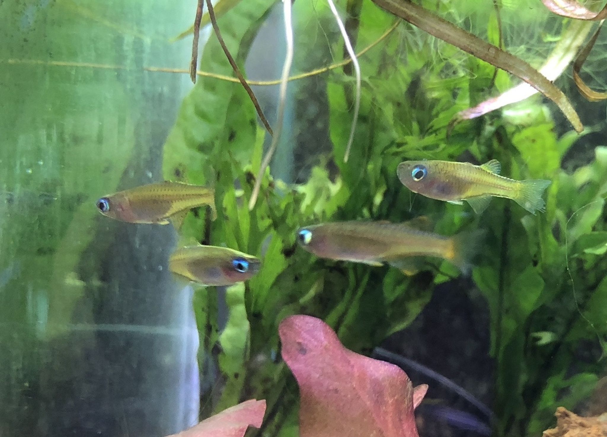 Paskai Rainbowfish