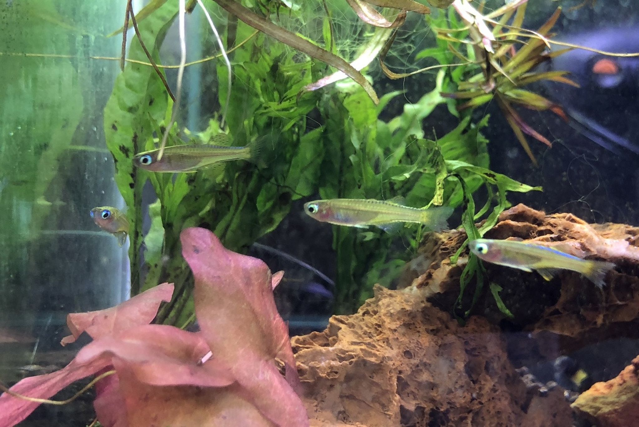 Paskai's Blue-Eye Rainbowfish - Pseudomugil paskai