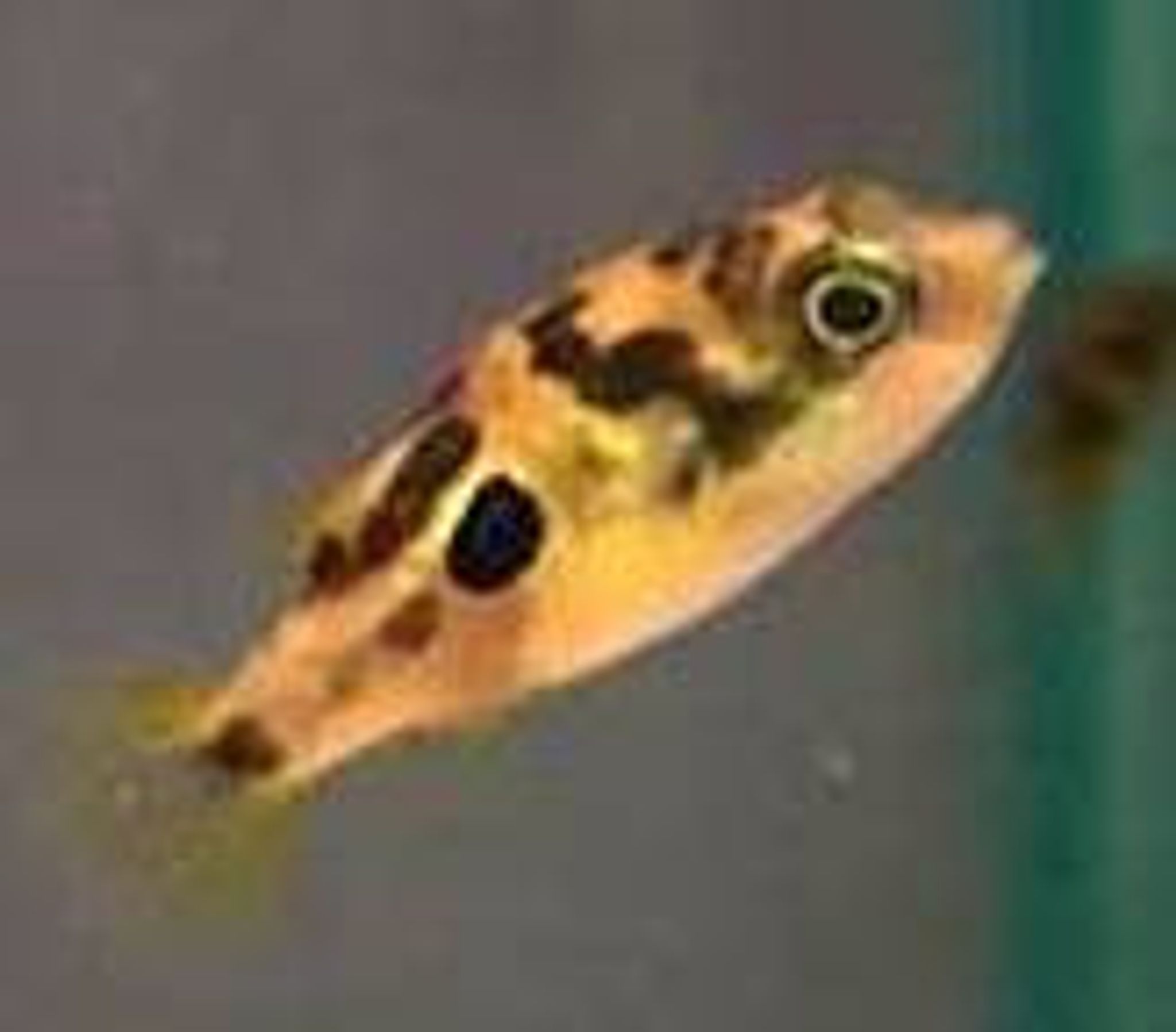 Pea Puffer