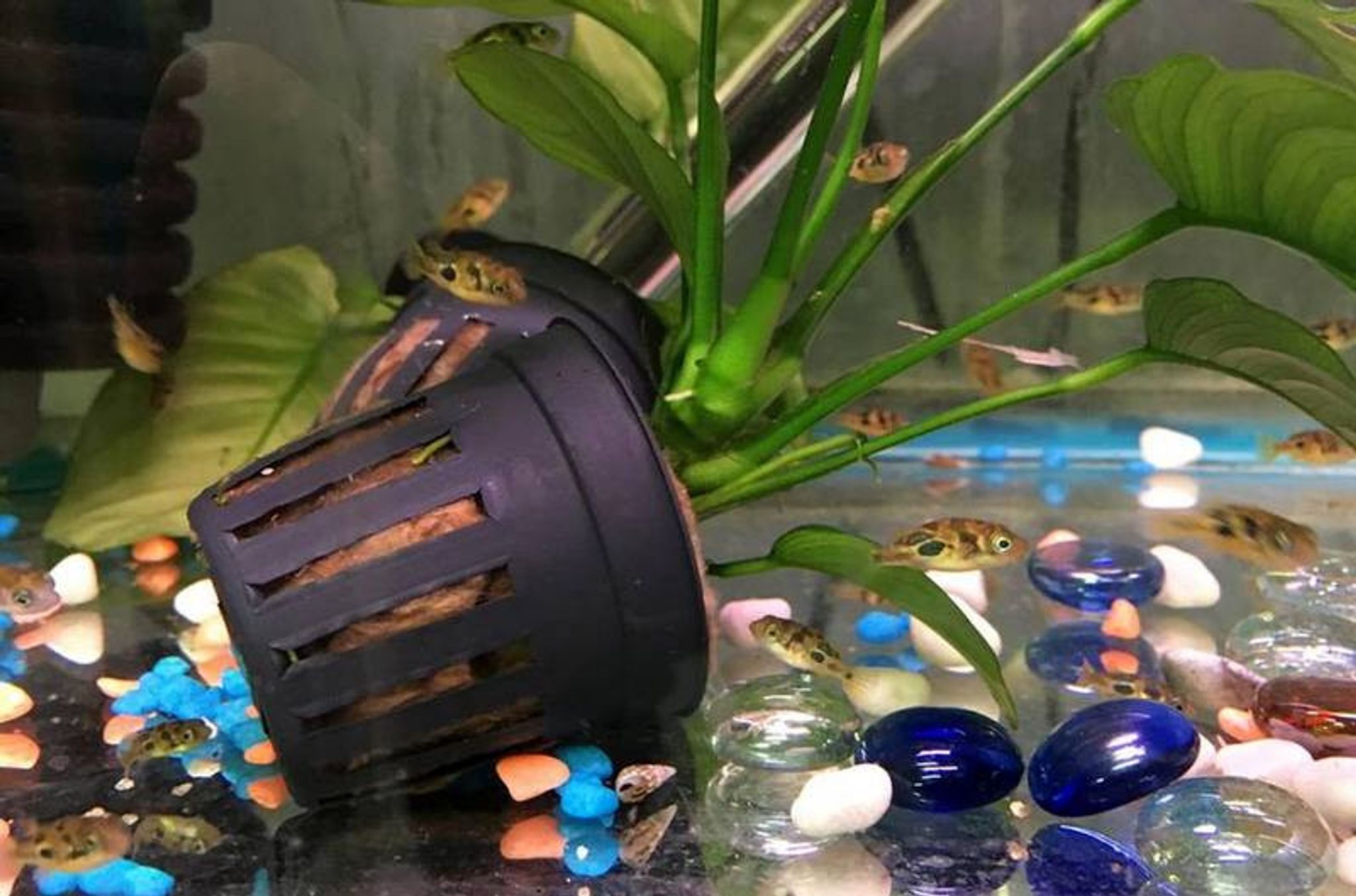 Pea Puffer