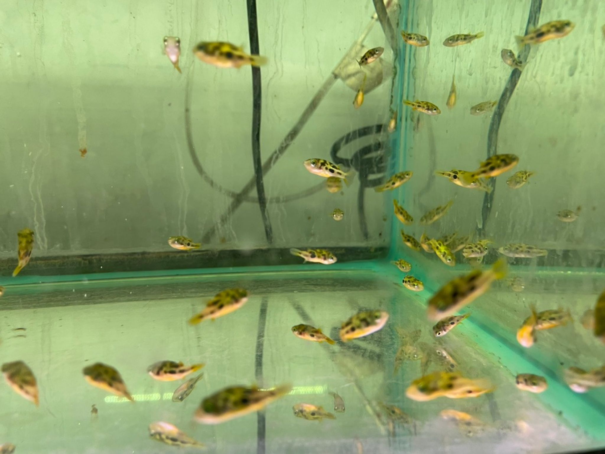 Pea Puffer