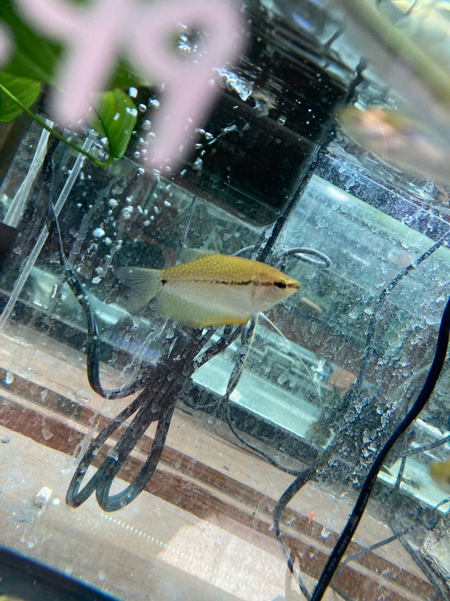 Pearl Gourami