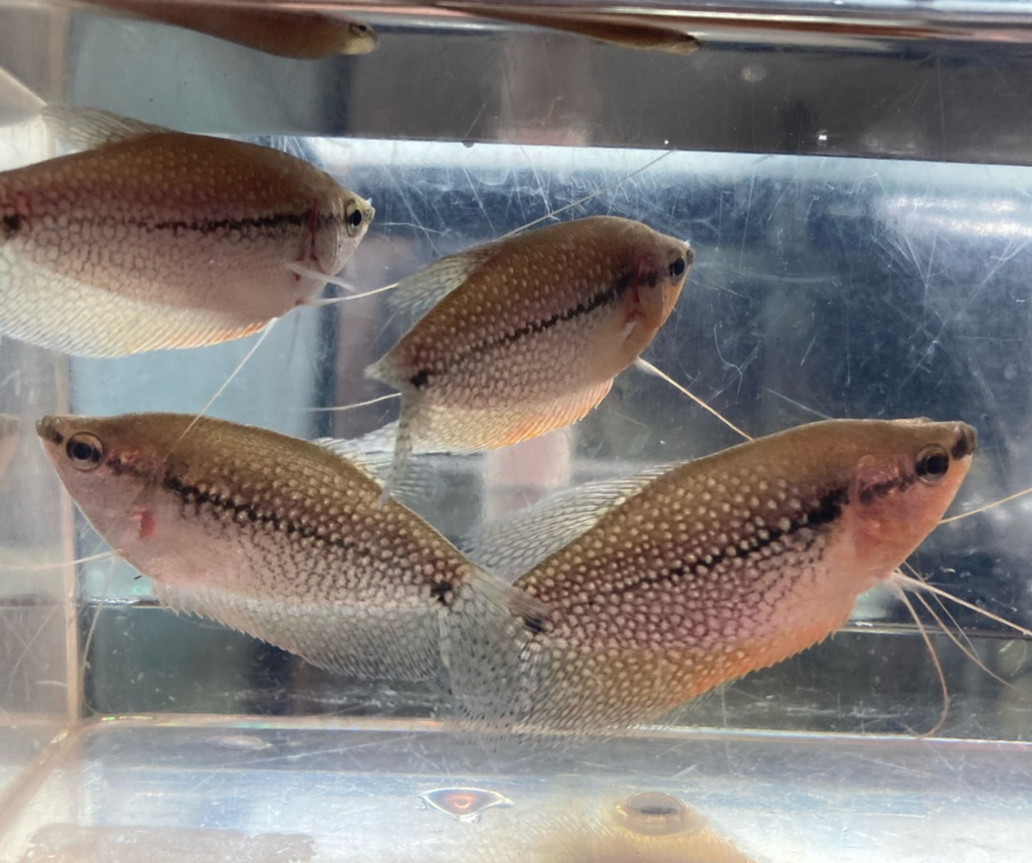 Pearl Gourami