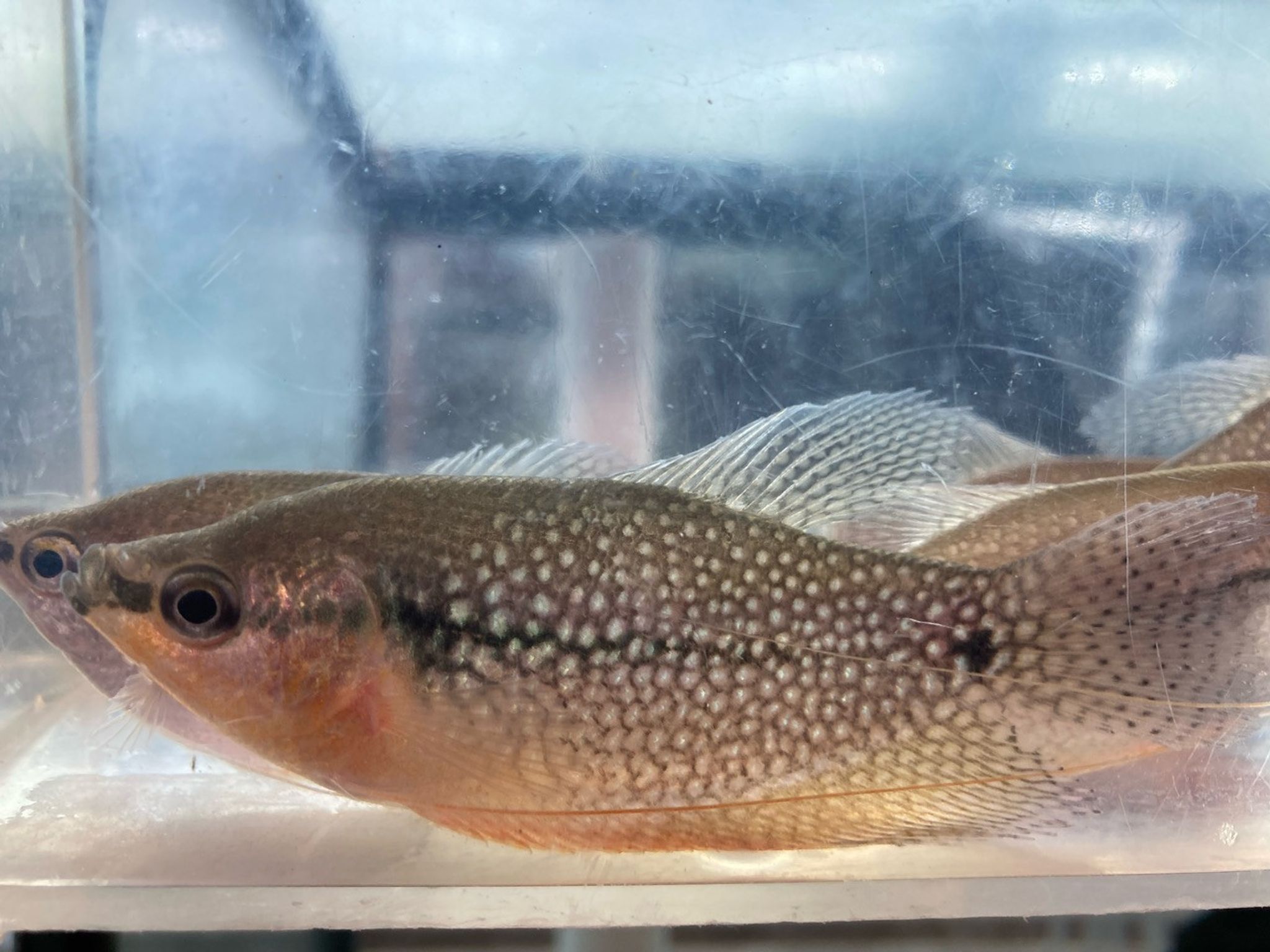 Pearl Gourami