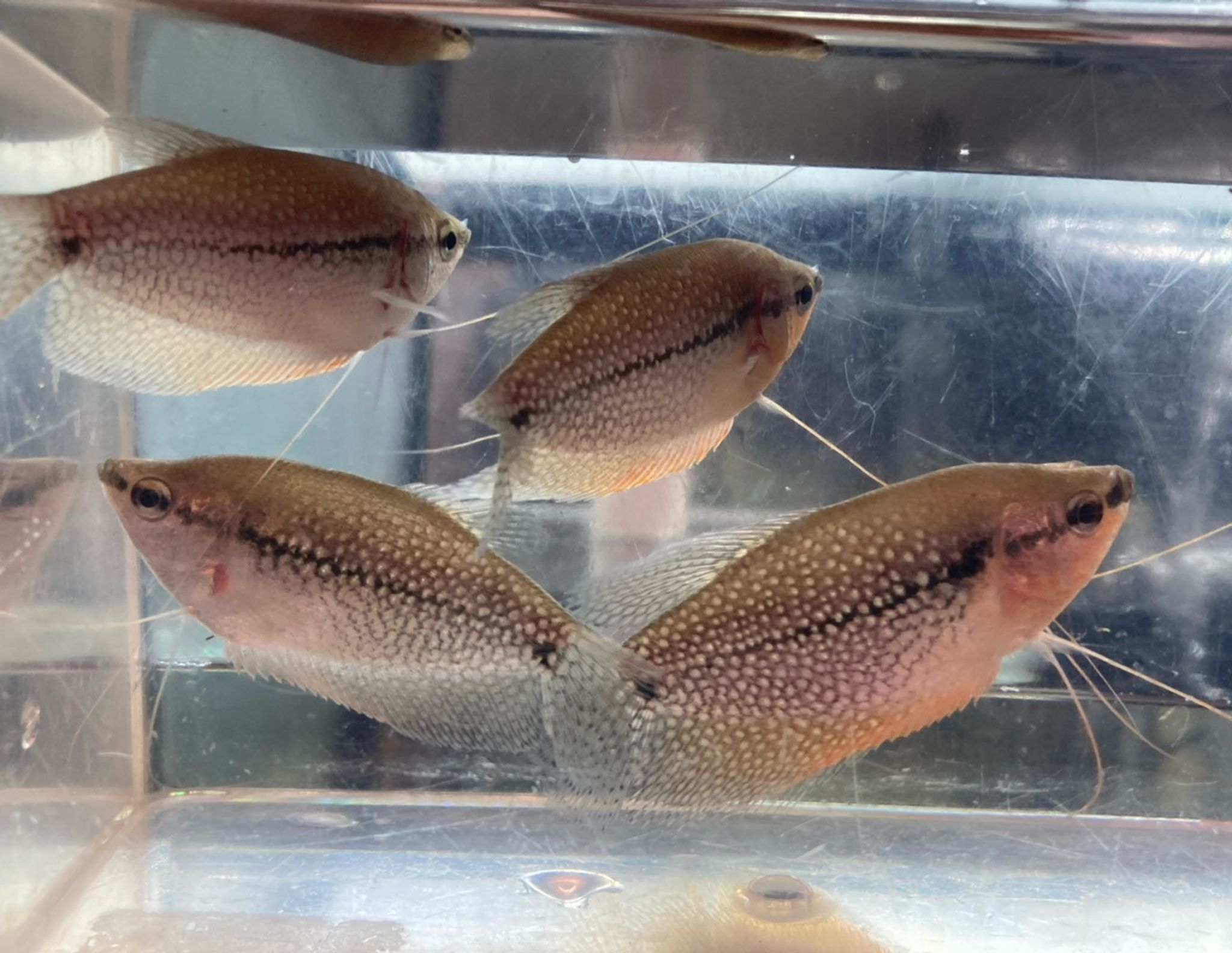 Pearl Gourami