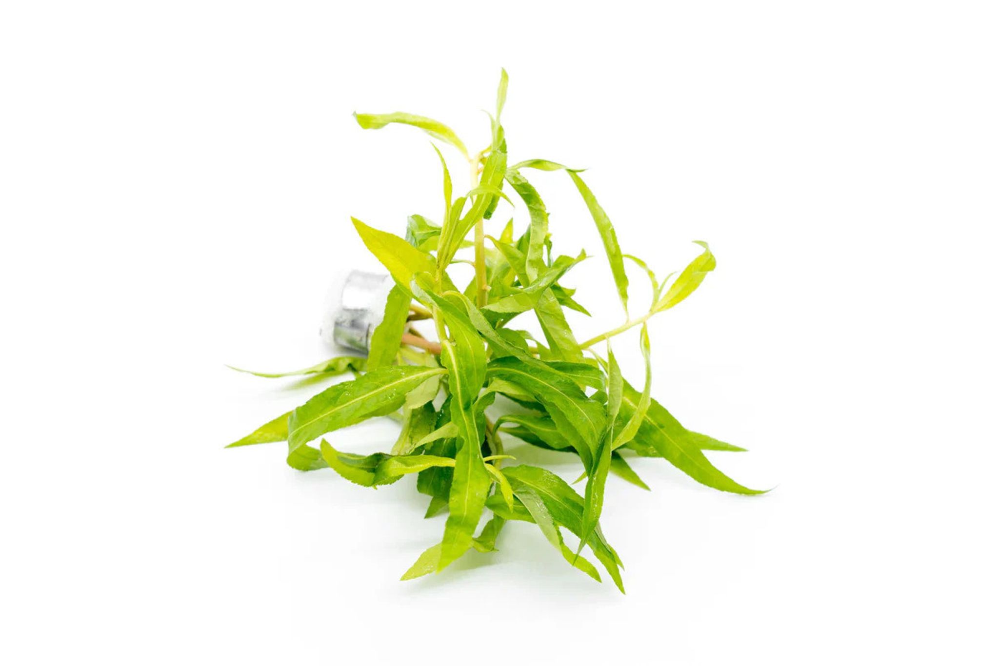Penthorum Sedoides