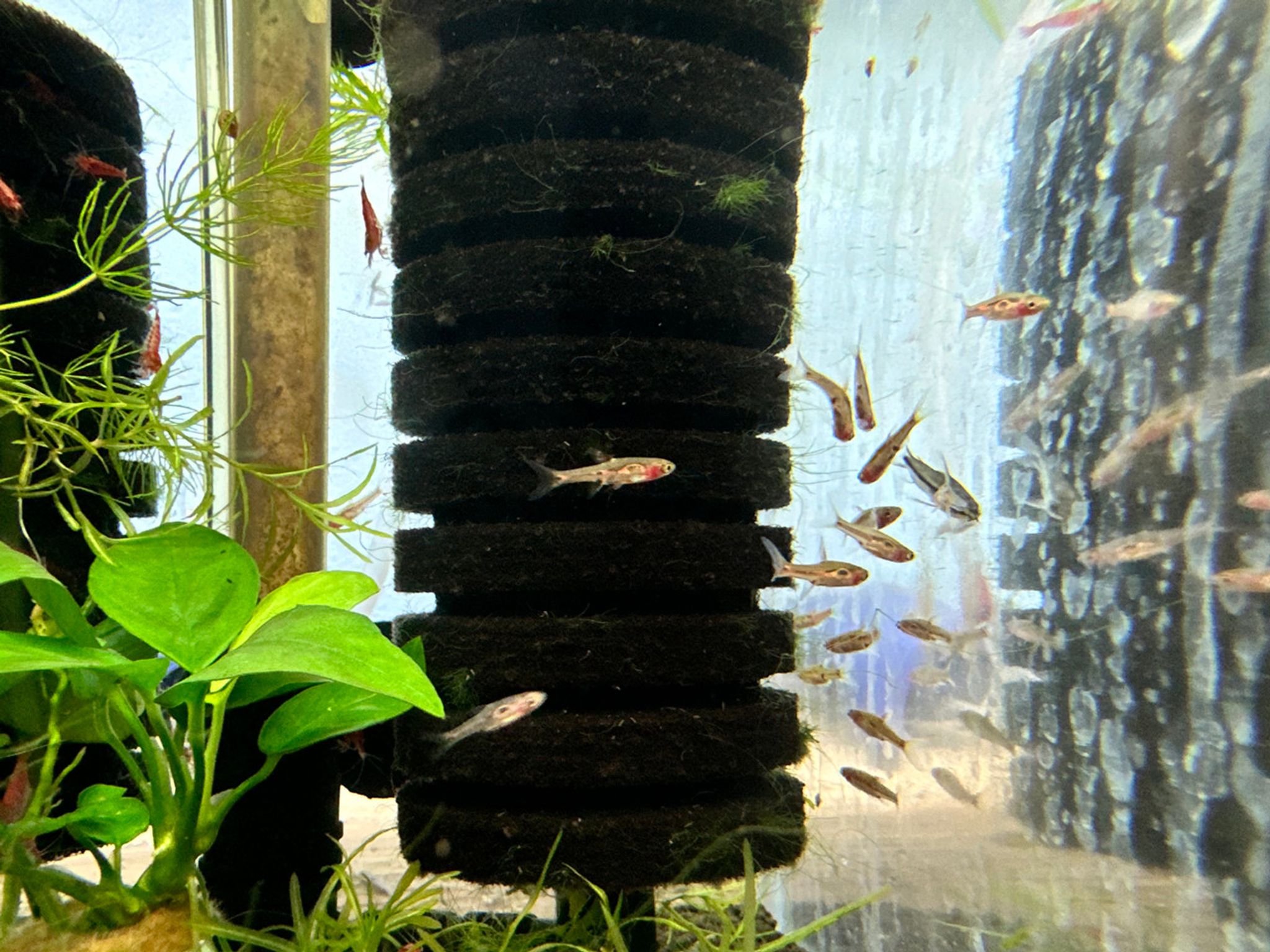 Phoenix Rasbora