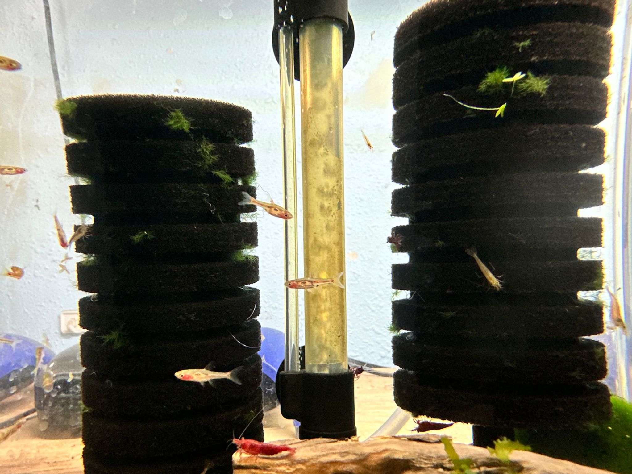 Phoenix Rasbora