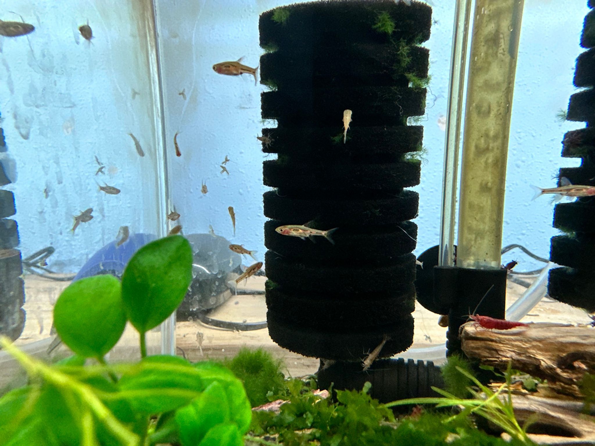 Phoenix Rasbora