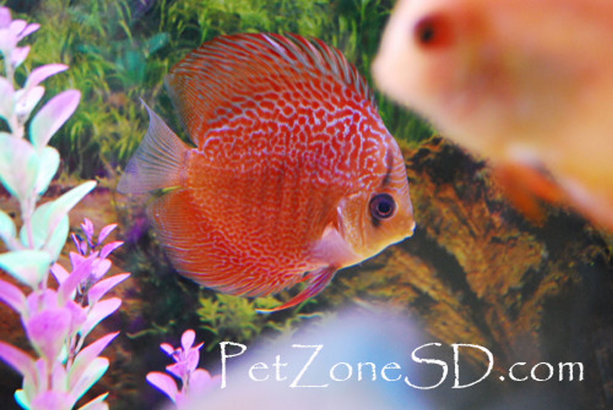 Pigeon Blood Discus