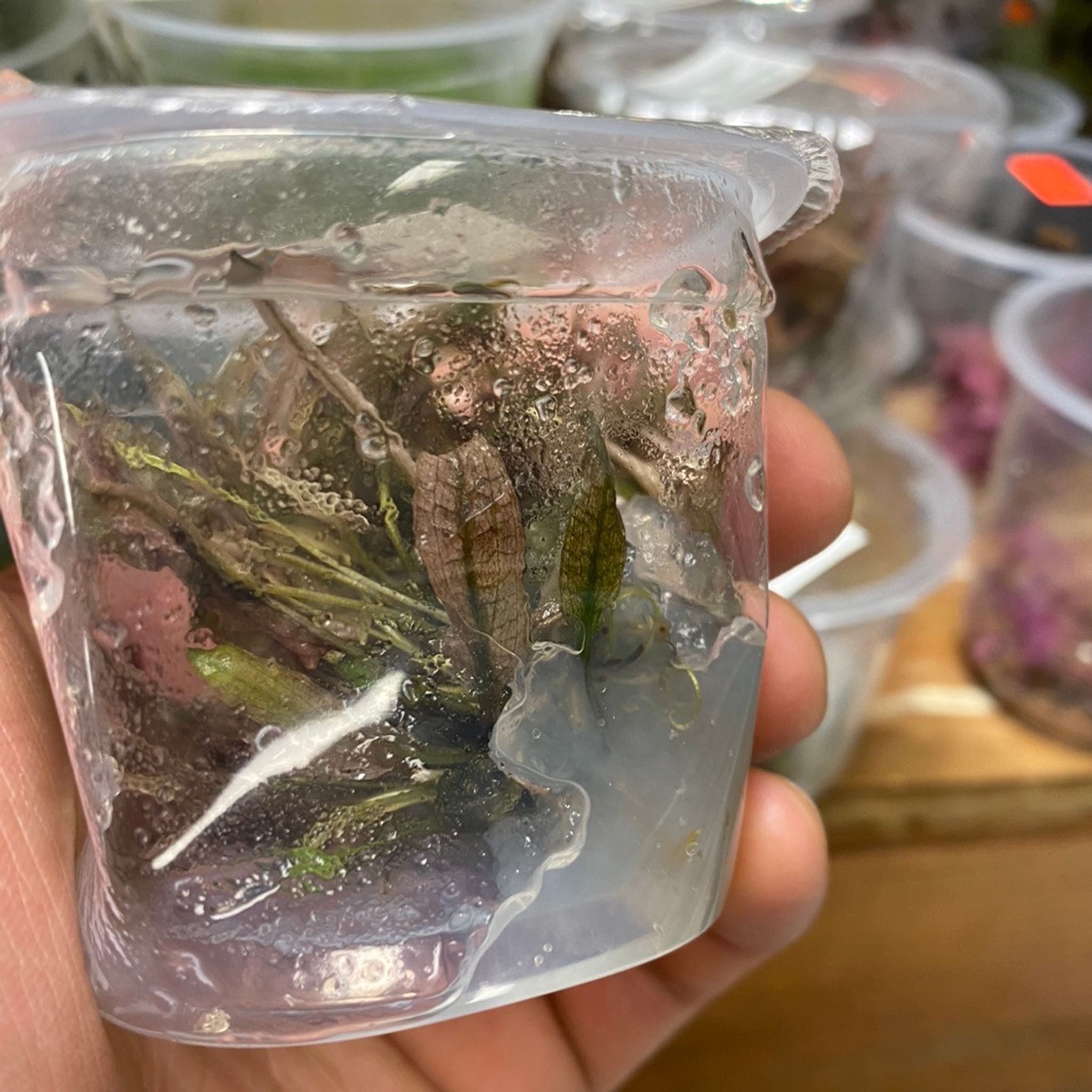 Pink Flamingo - Tissue Culture