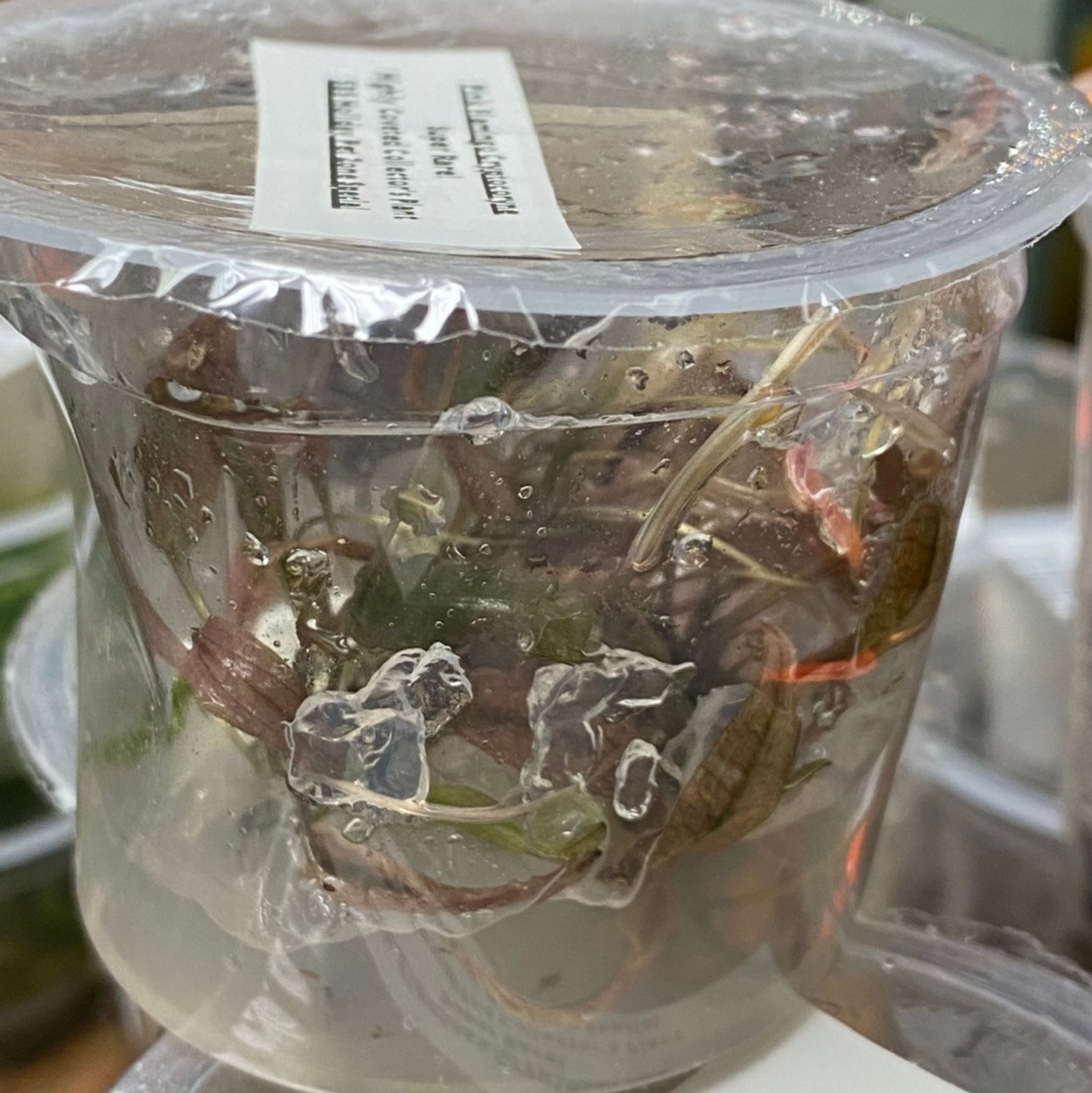 Pink Flamingo - Tissue Culture