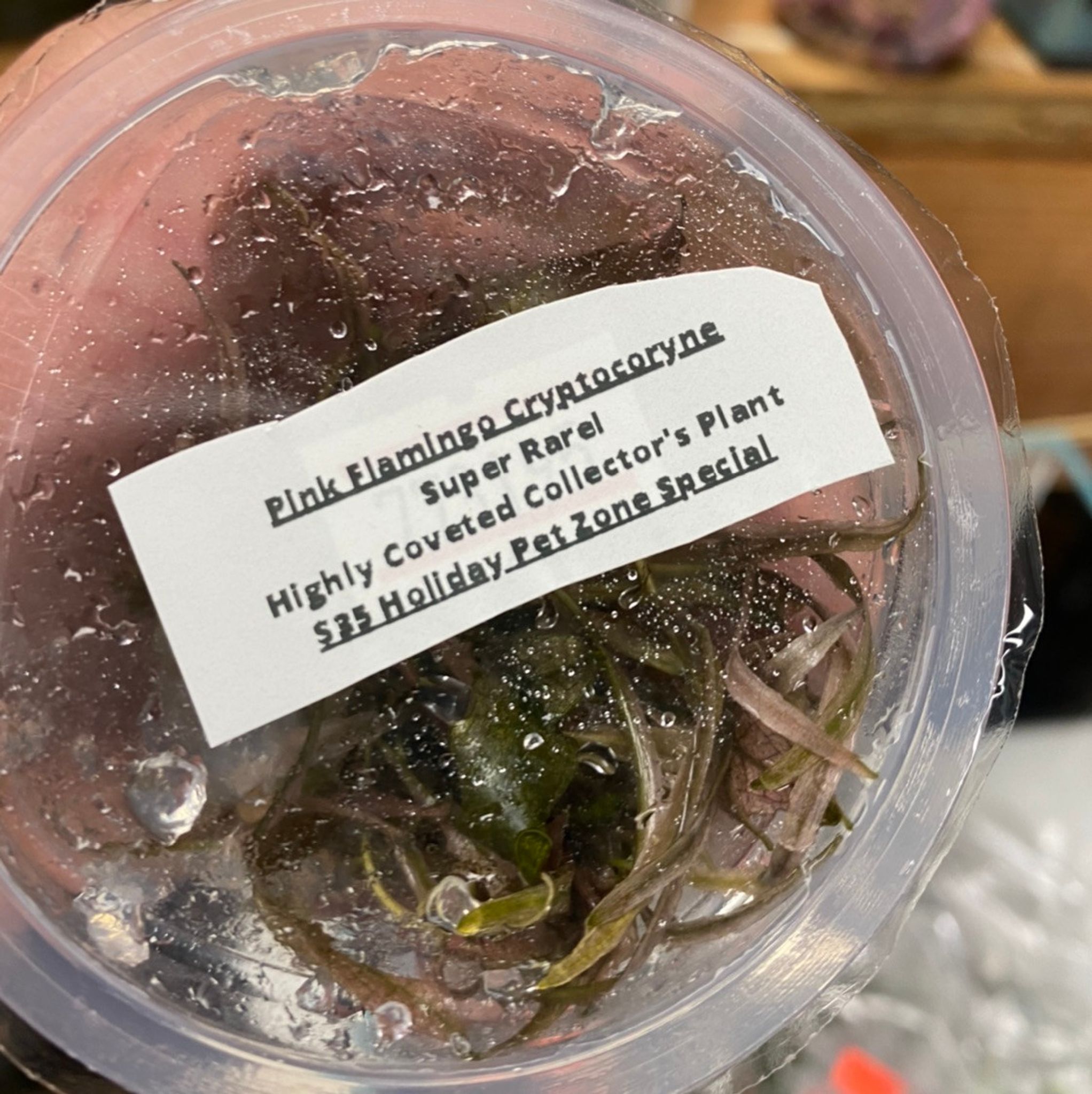 Pink Flamingo - Tissue Culture