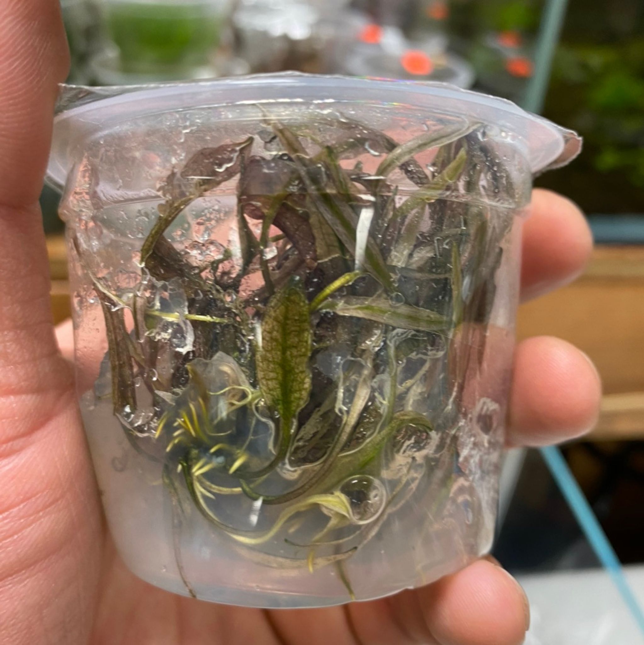 Pink Flamingo - Tissue Culture