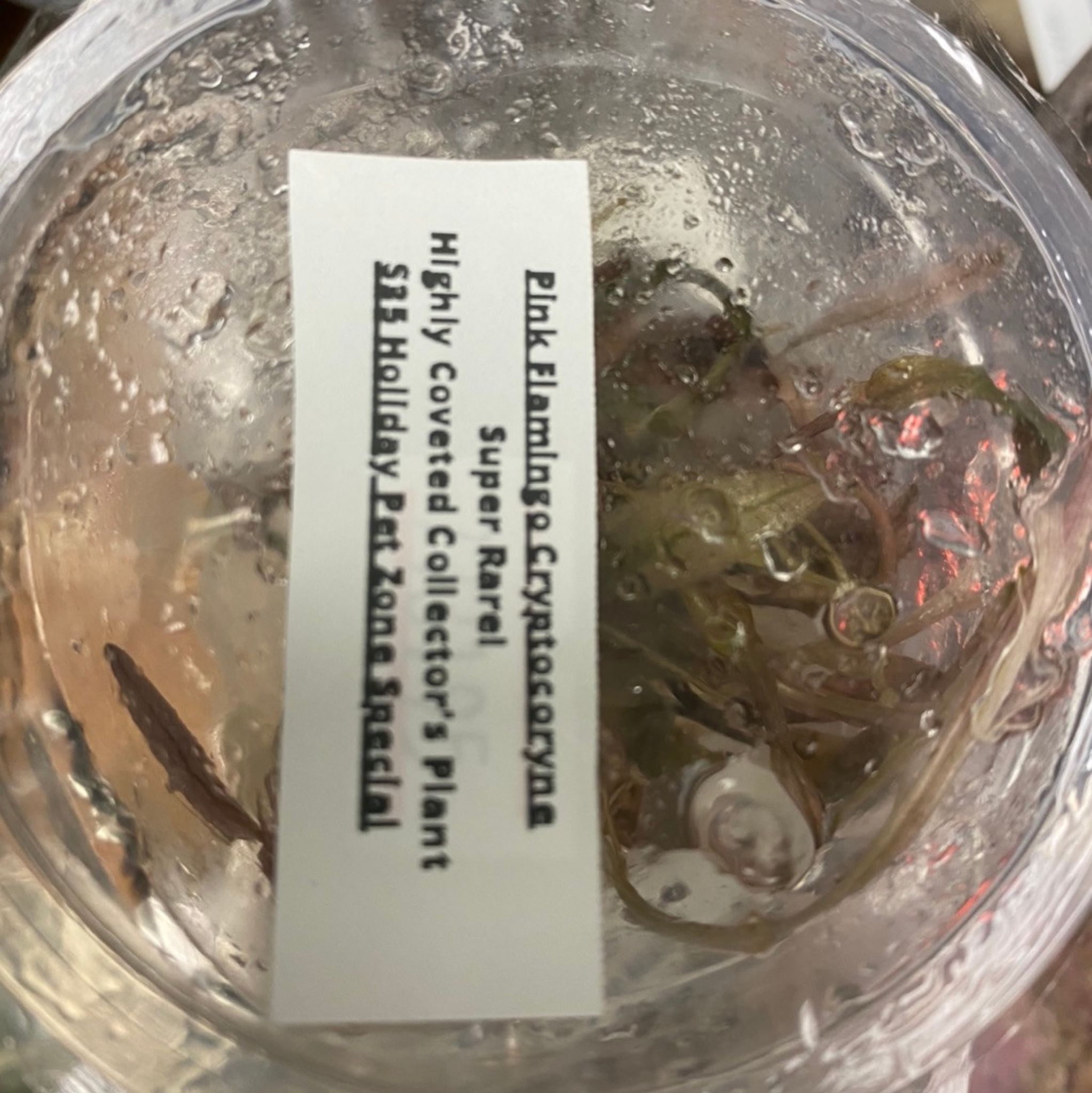 Pink Flamingo - Tissue Culture