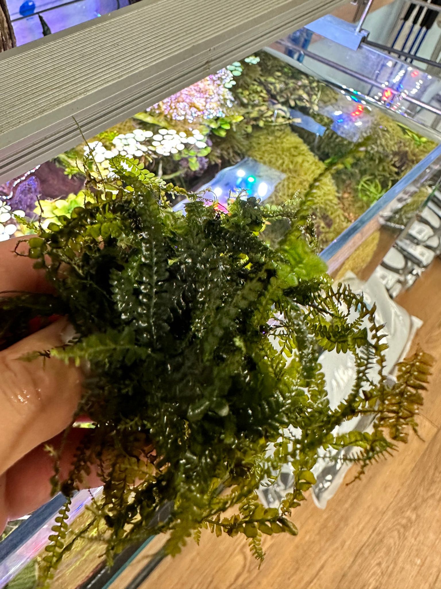 Plagiochilaceae "Cameroon" Moss