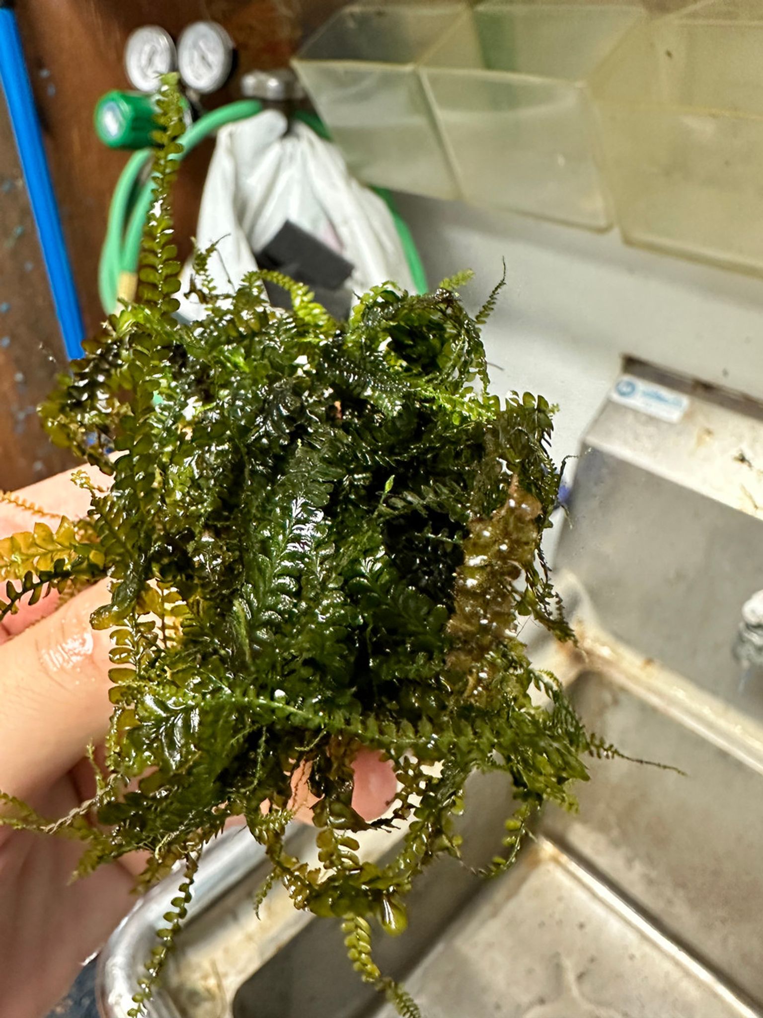 Plagiochilaceae "Cameroon" Moss