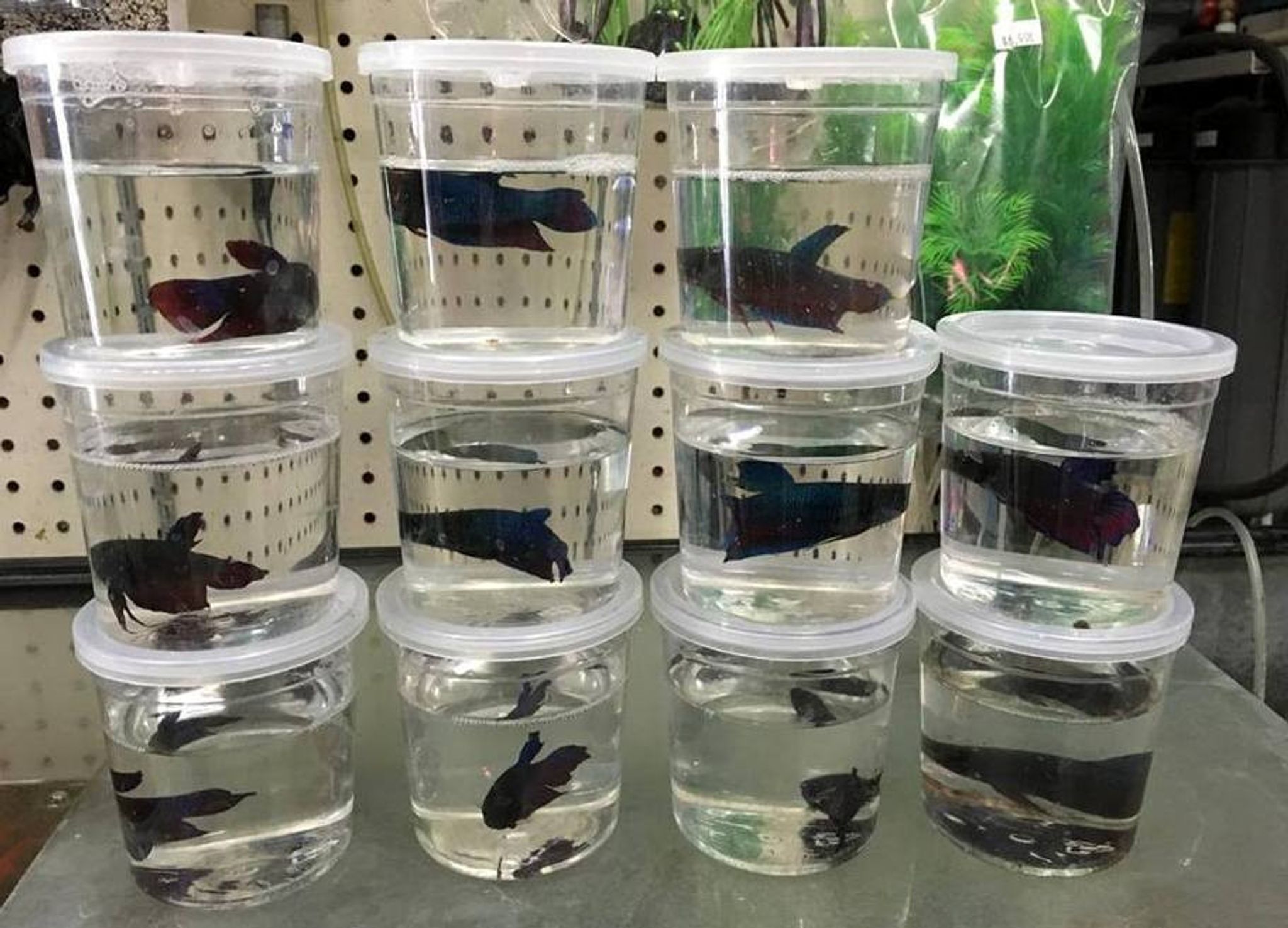 Plakat Betta (Short-tail Betta)