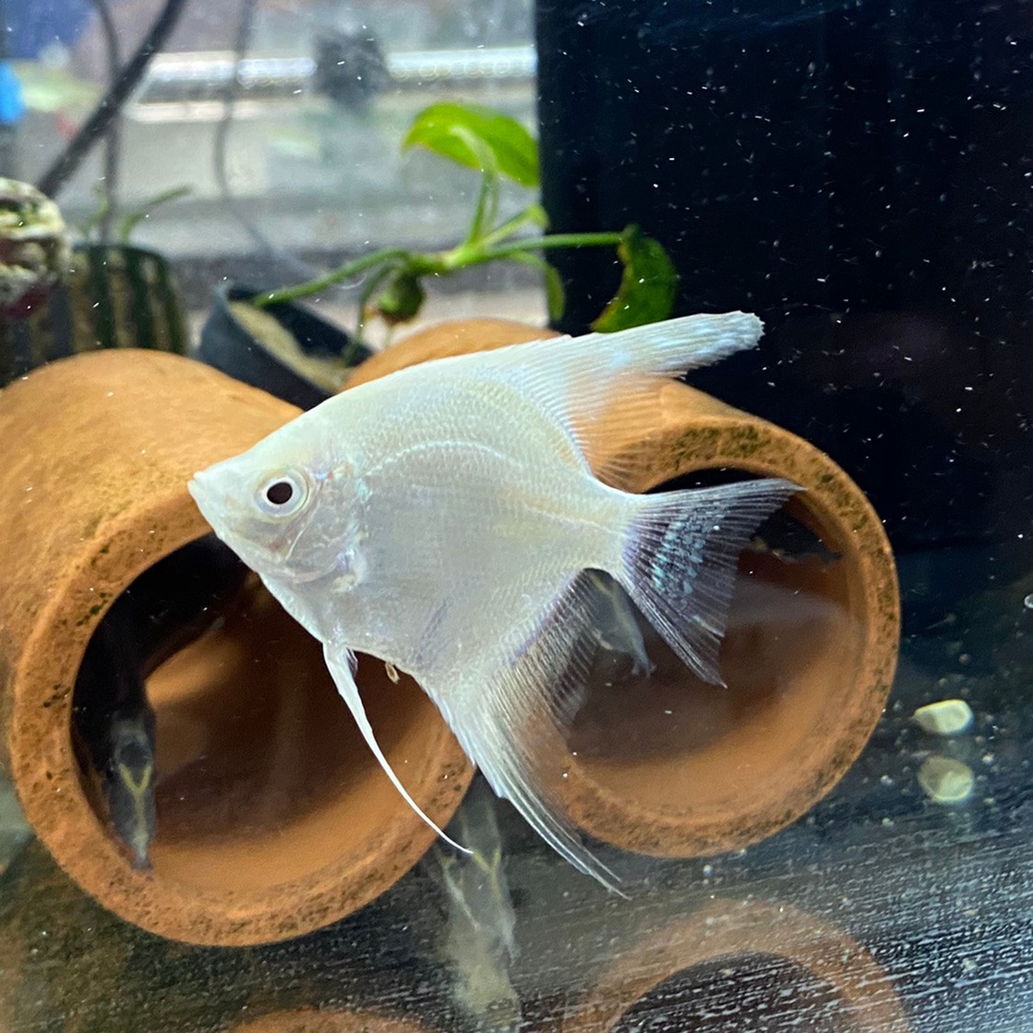 Platinum Angelfish