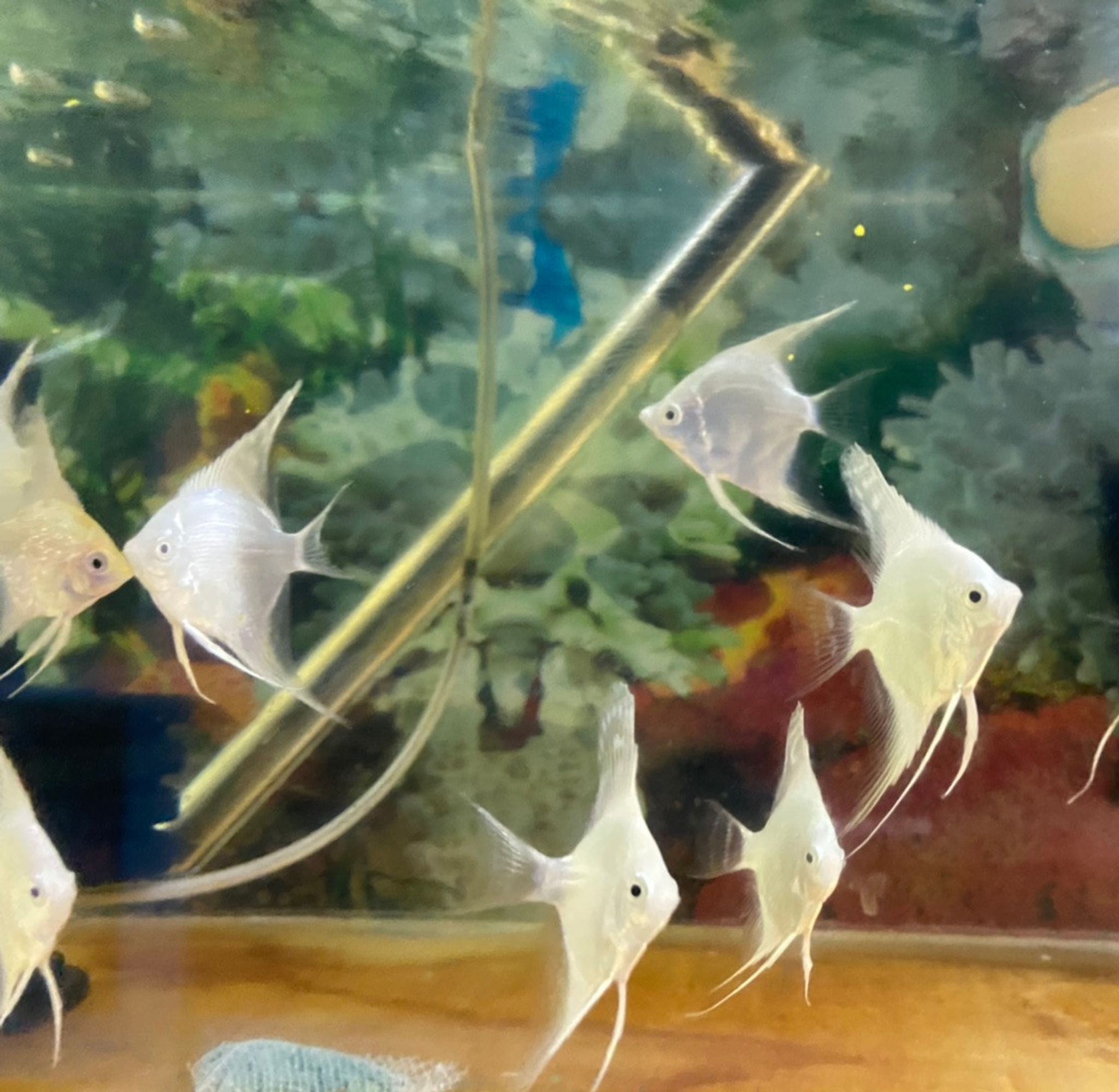 Platinum Angelfish