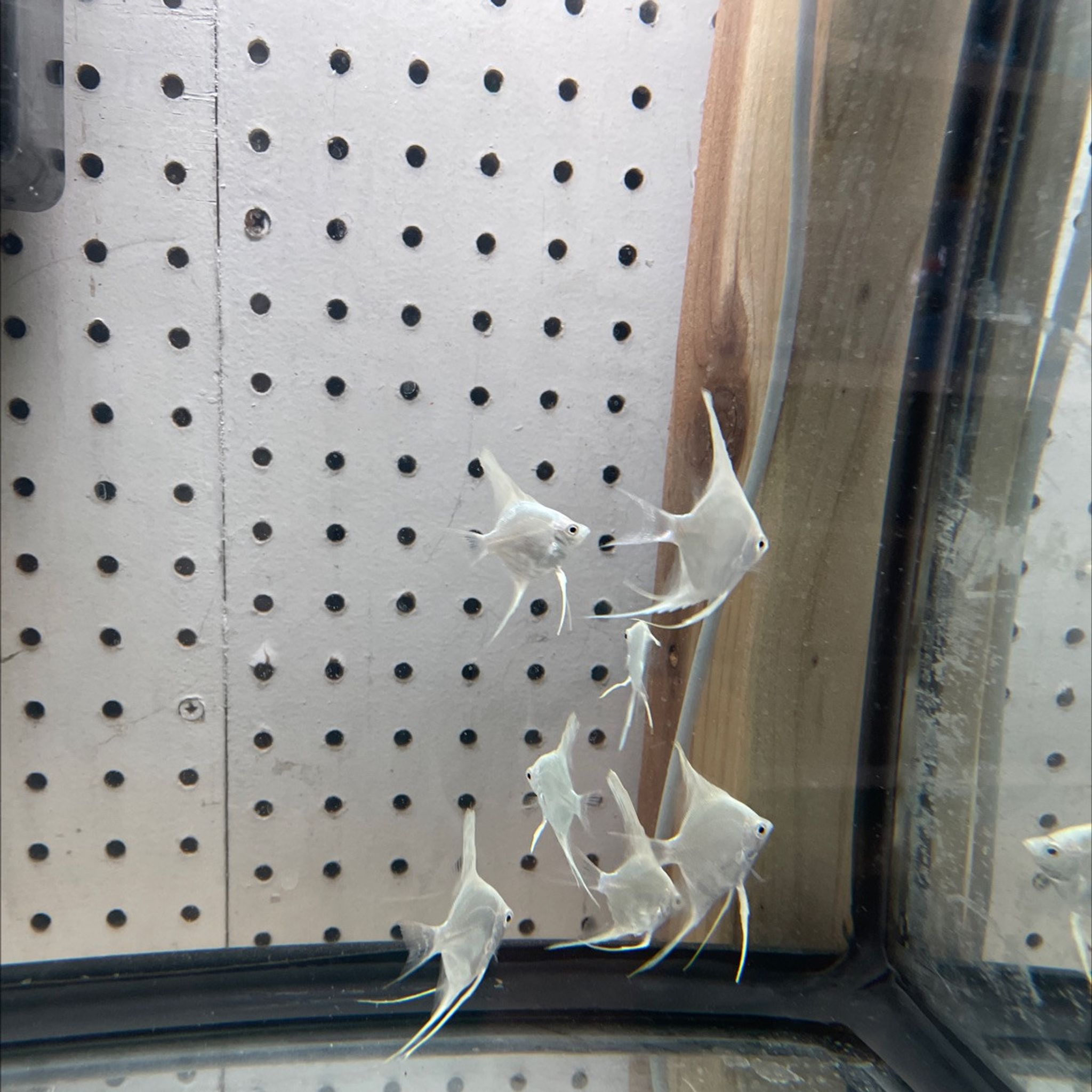 Platinum Angelfish