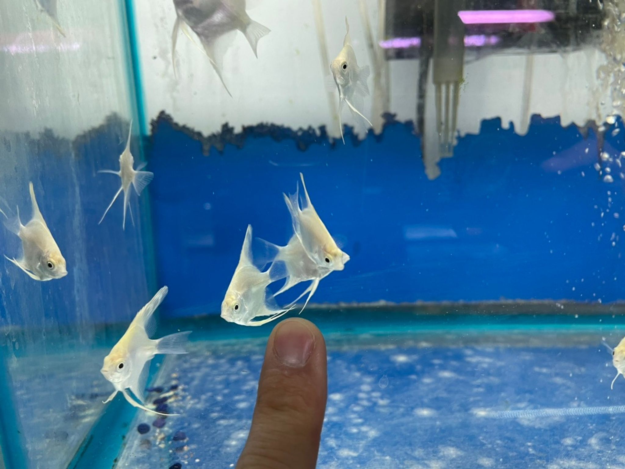 Platinum Angelfish