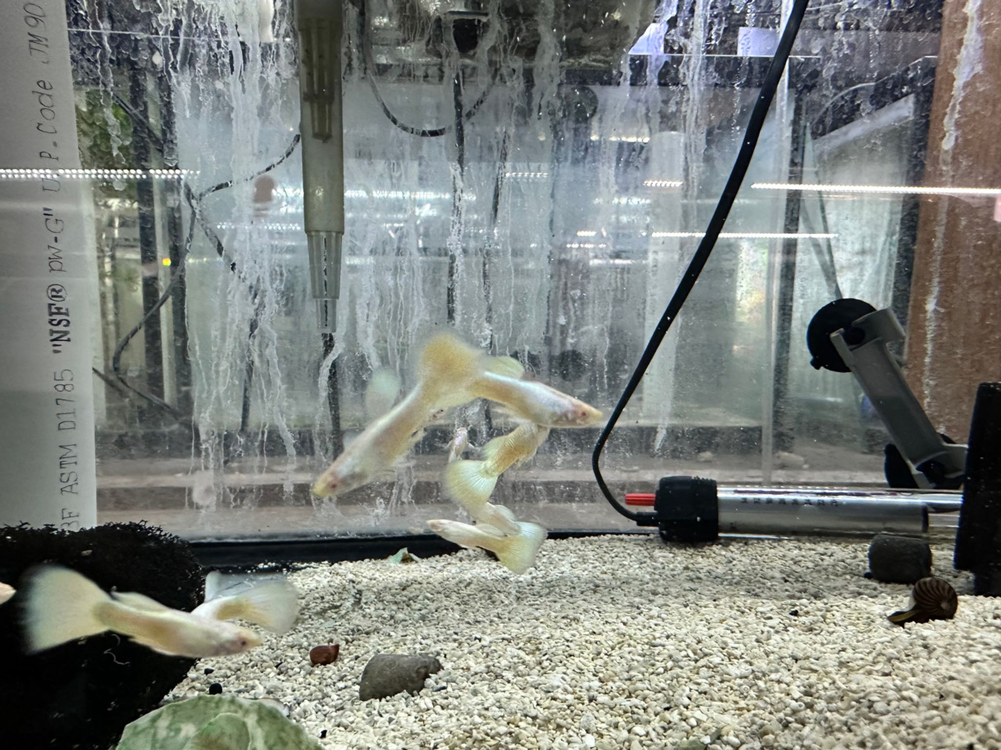 Platinum Guppy