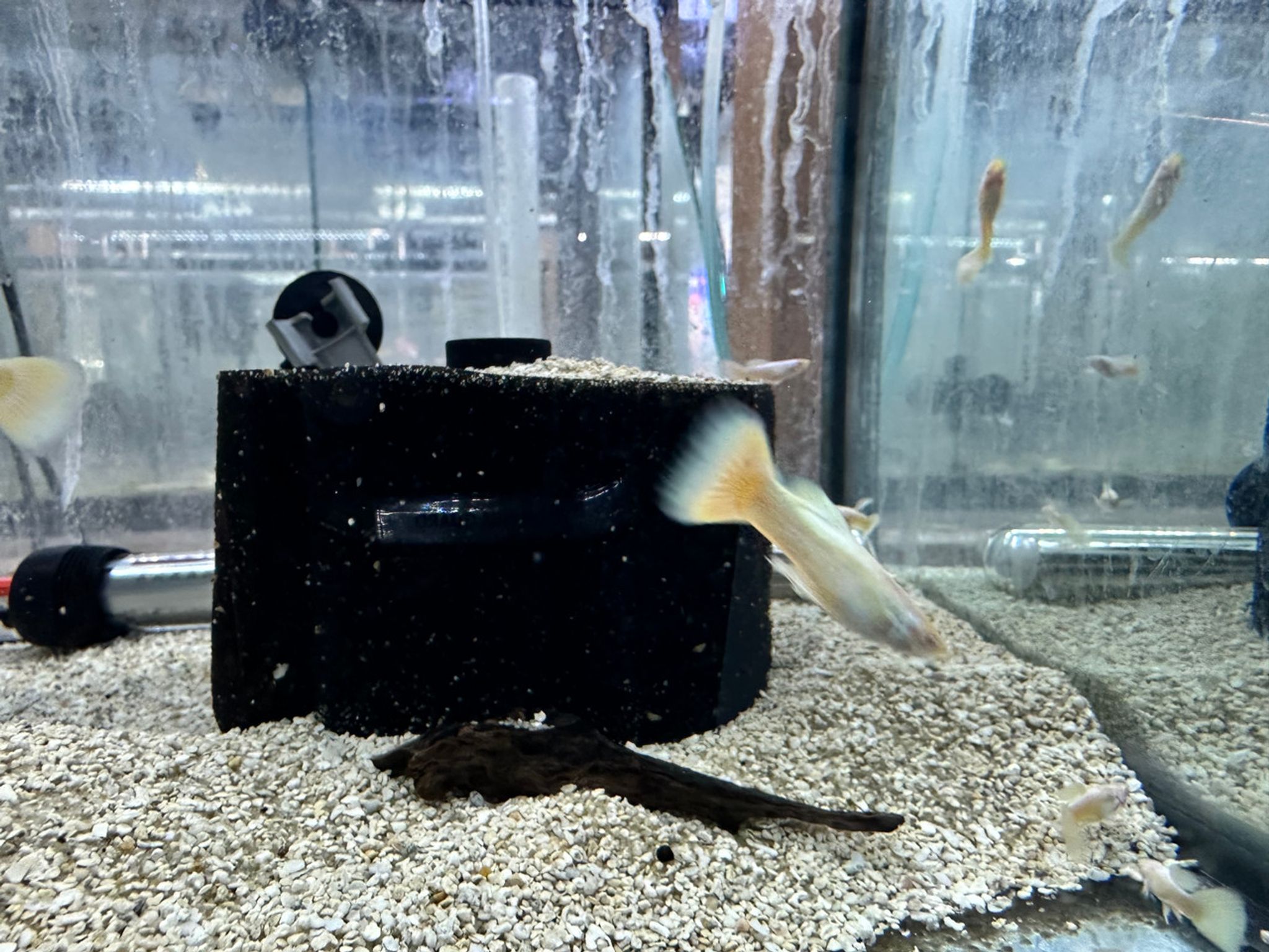 Platinum Guppy