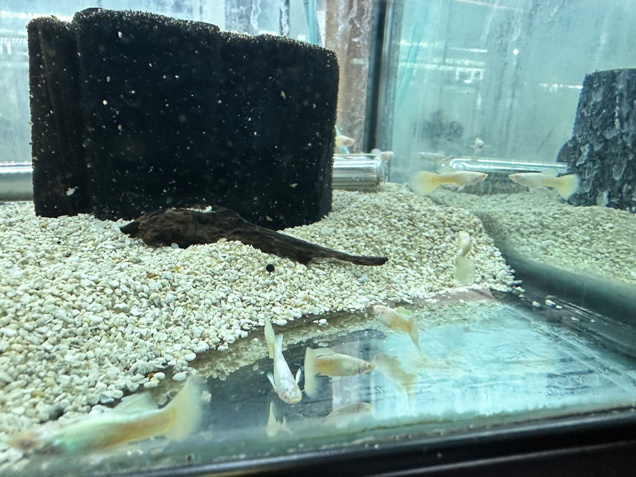 Platinum Guppy