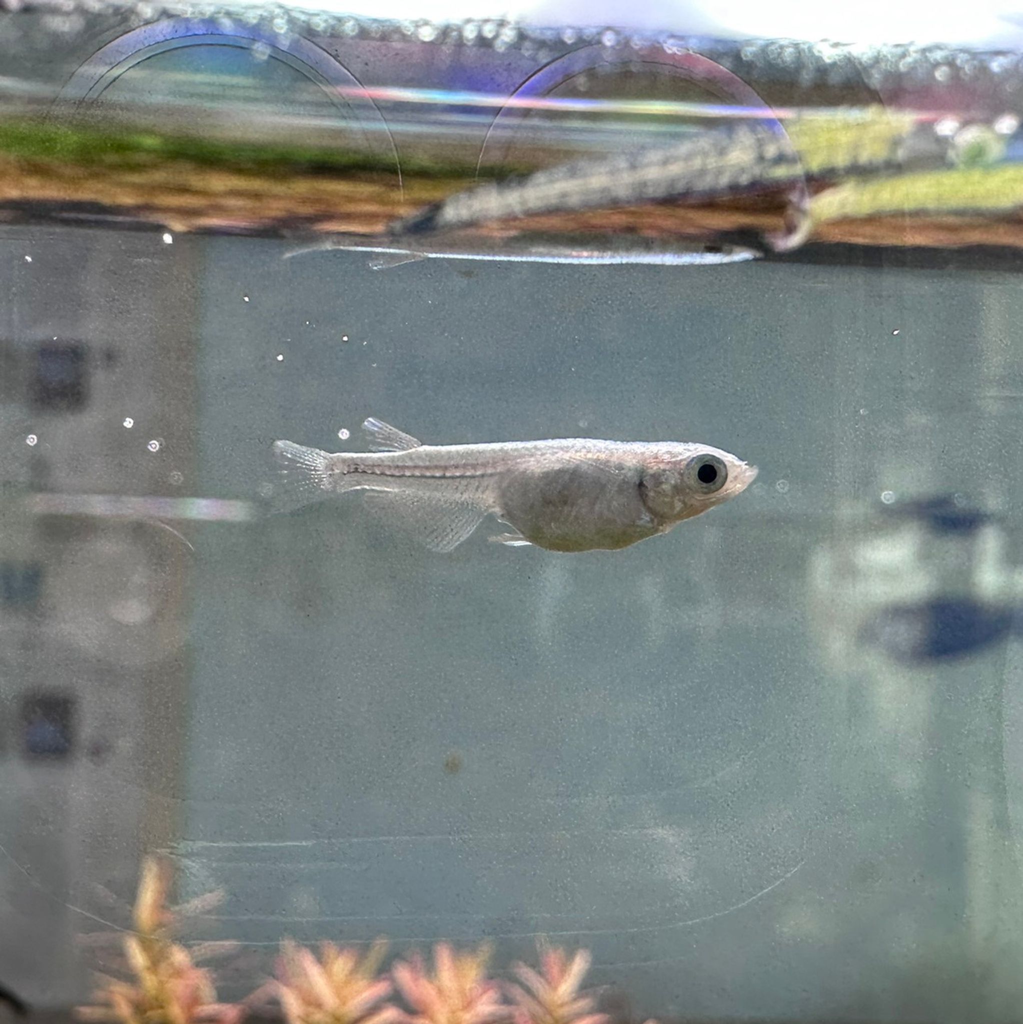 Platinum Medaka Rice Fish