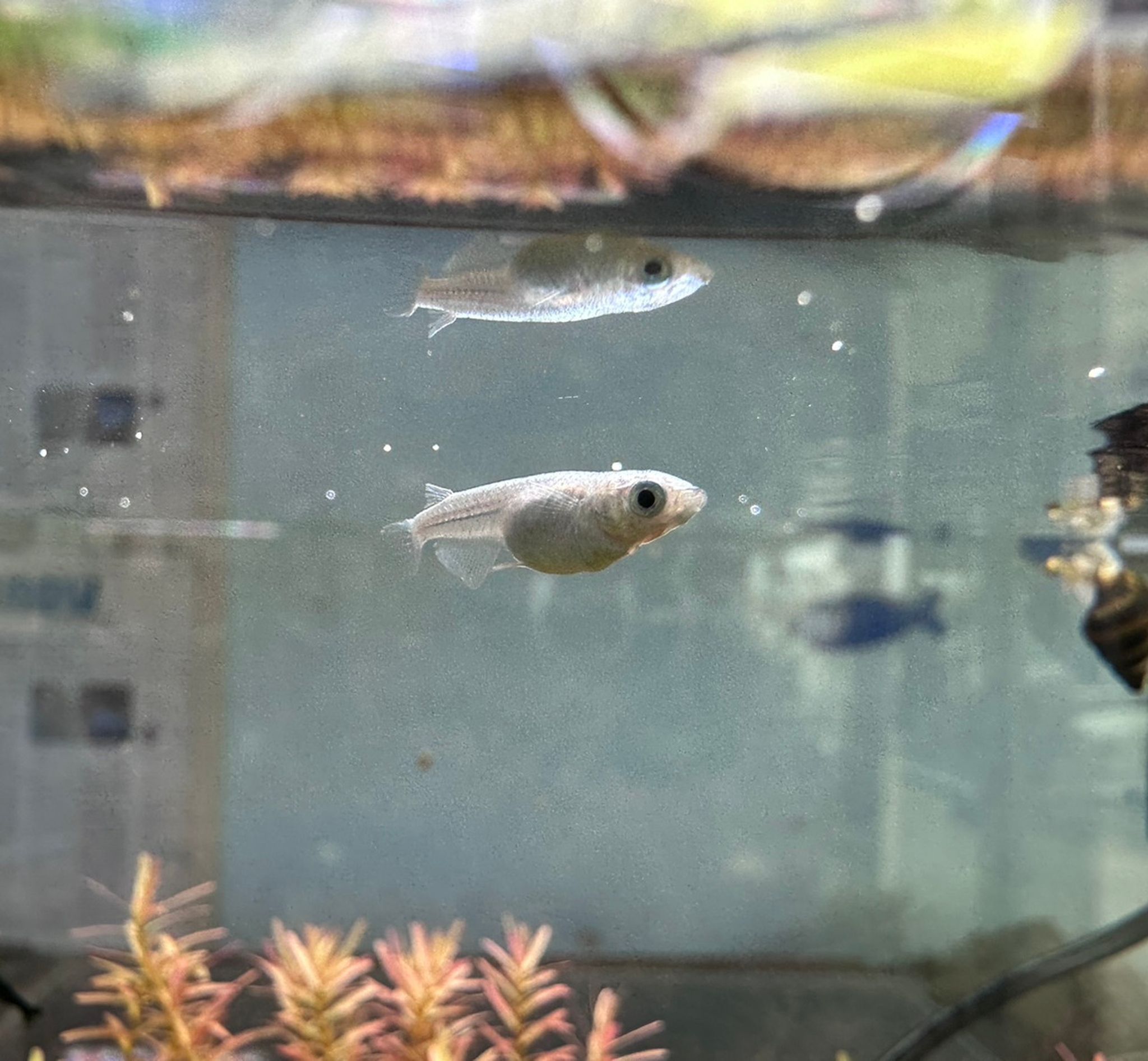 Platinum Medaka Rice Fish
