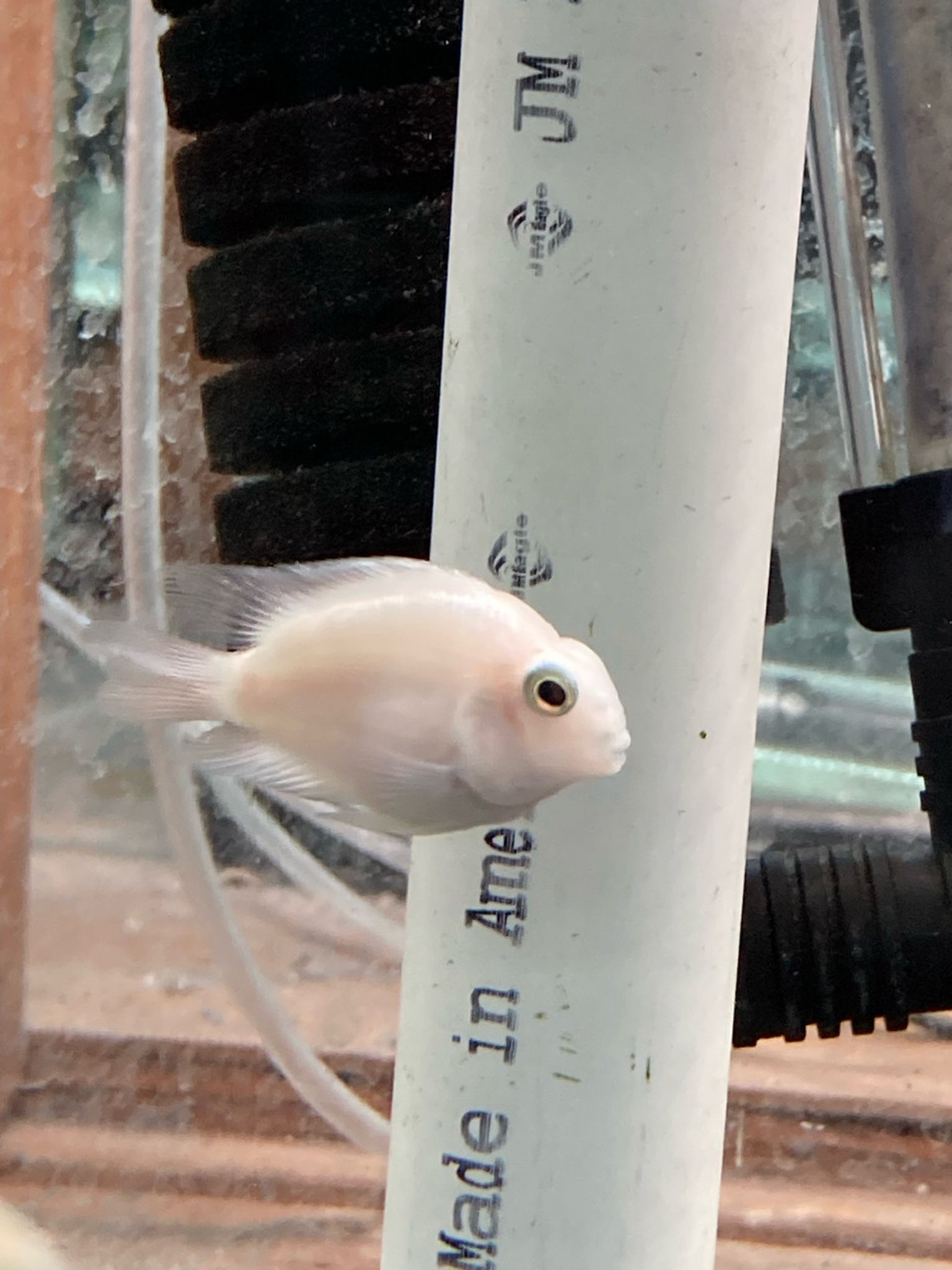 Platinum Parrot Cichlid