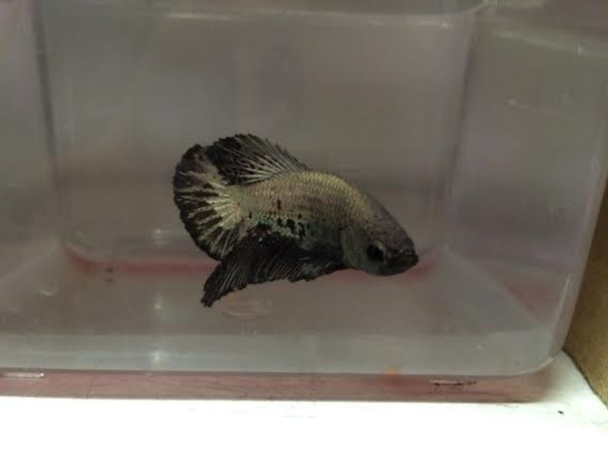 Pet Fish Statistics 2027: How Many People Own Fish?