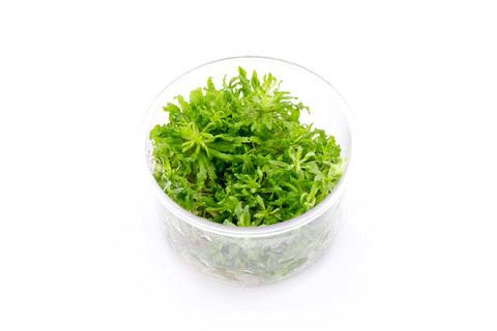 POGOSTEMON HELFERI 'DOWNOI' AQUATIC FARMER TISSUE CULTURE