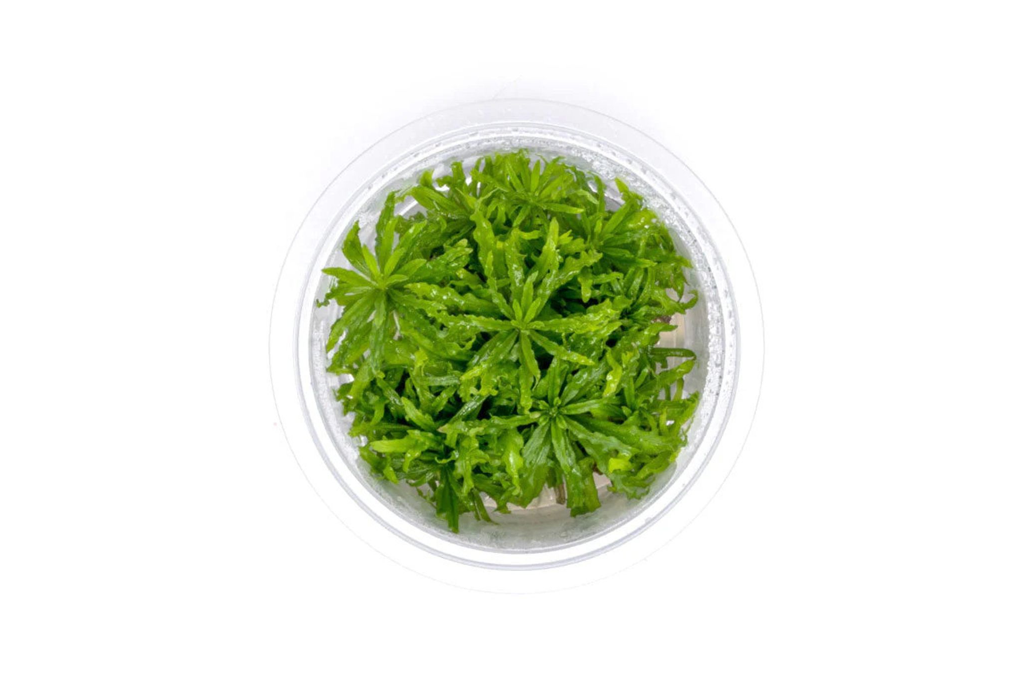 Pogostemon Helferi Tissue Culture