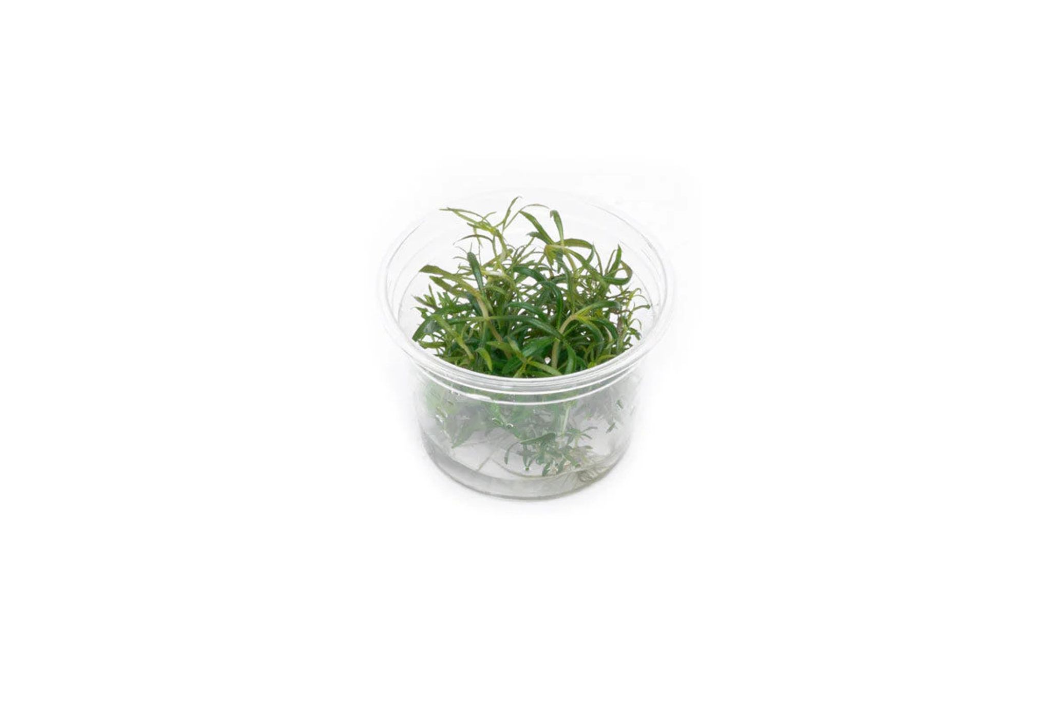 Pogostemon Stellatus Dassen