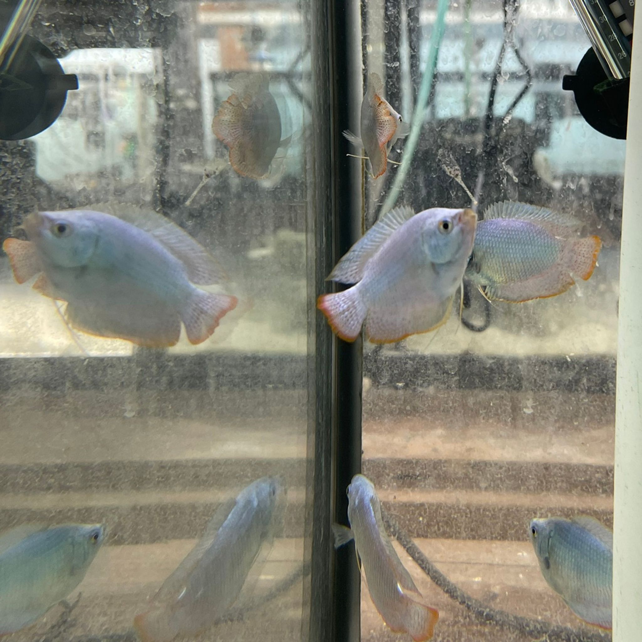 Powder Blue Dwarf Gourami