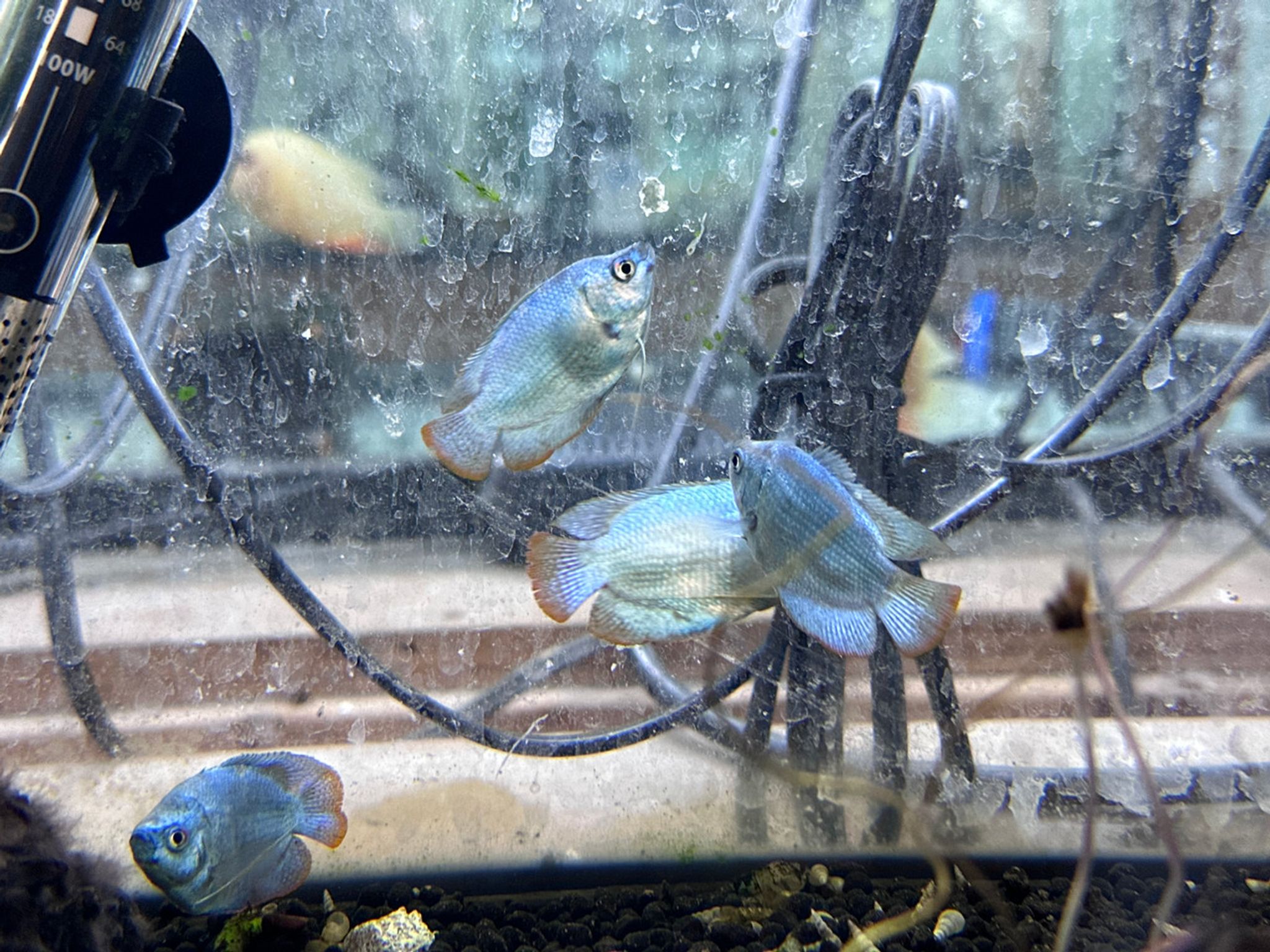 Powder Blue Dwarf Gourami