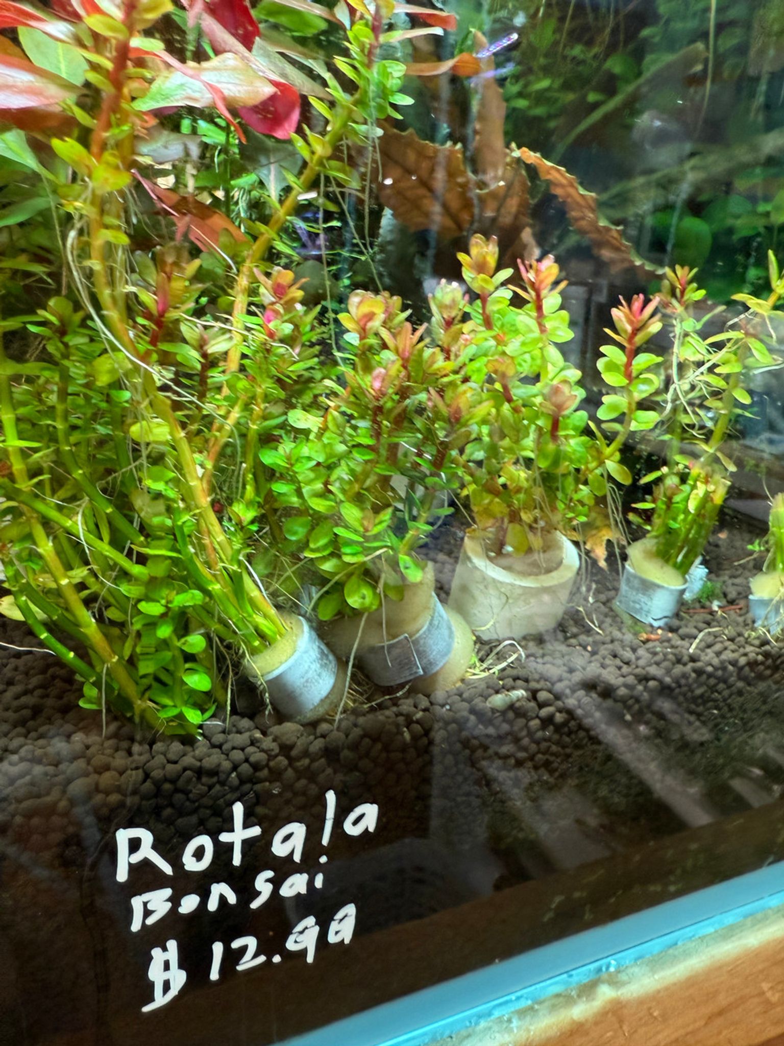 Premium Rotala Bonsai Bunched