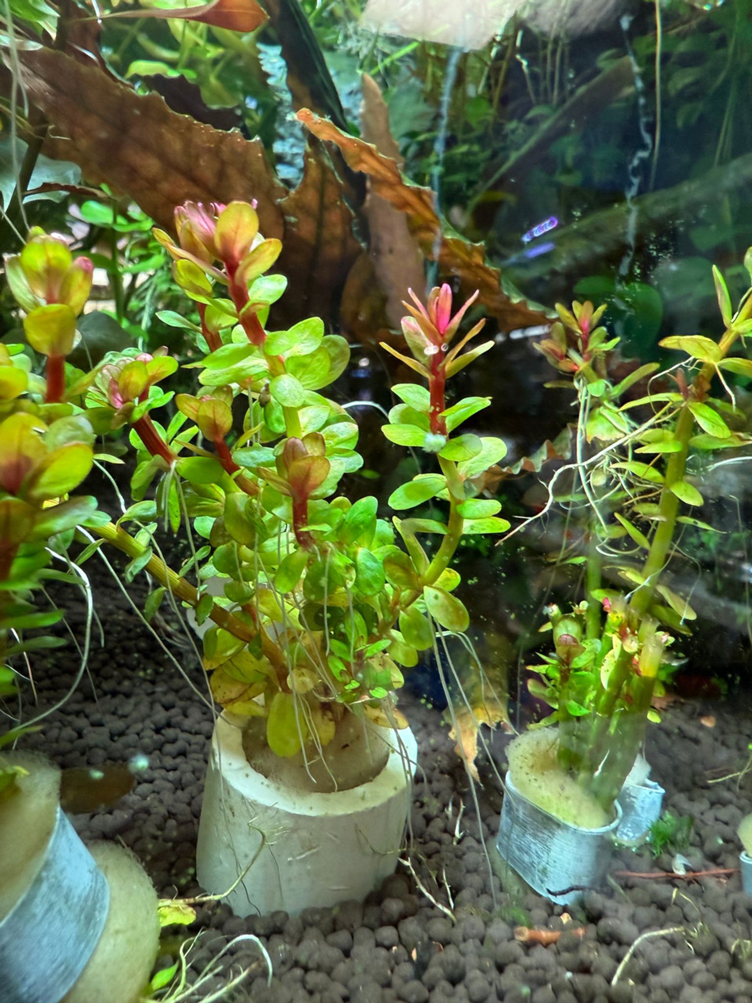 Premium Rotala Bonsai Bunched