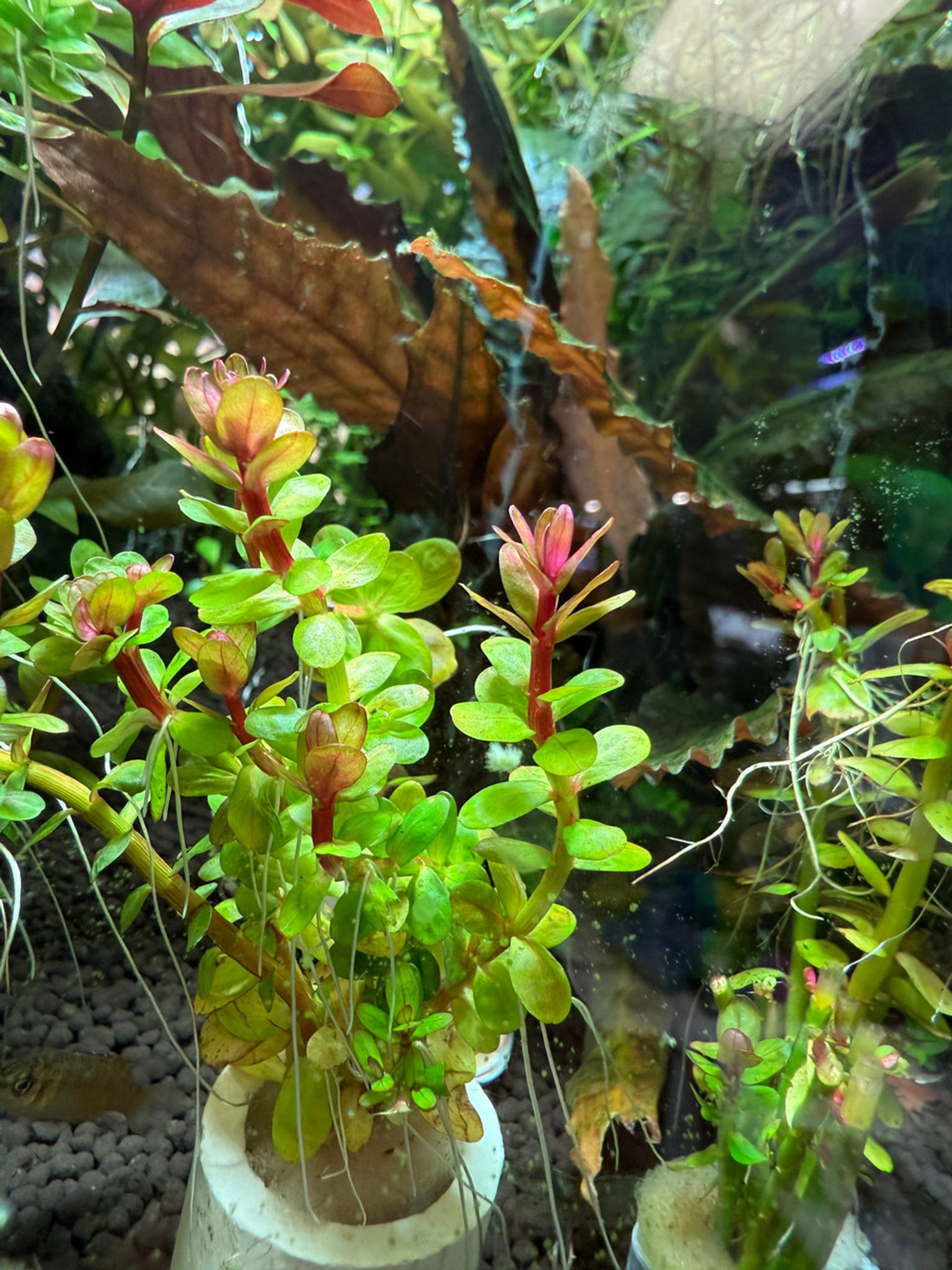 Premium Rotala Bonsai Bunched