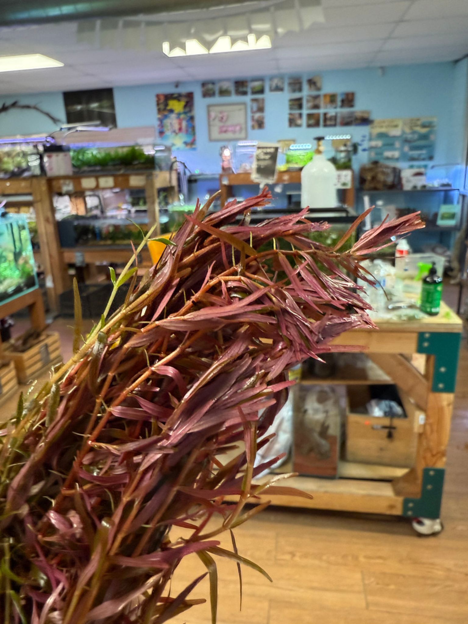 Premium Rotala H'ra Bunched