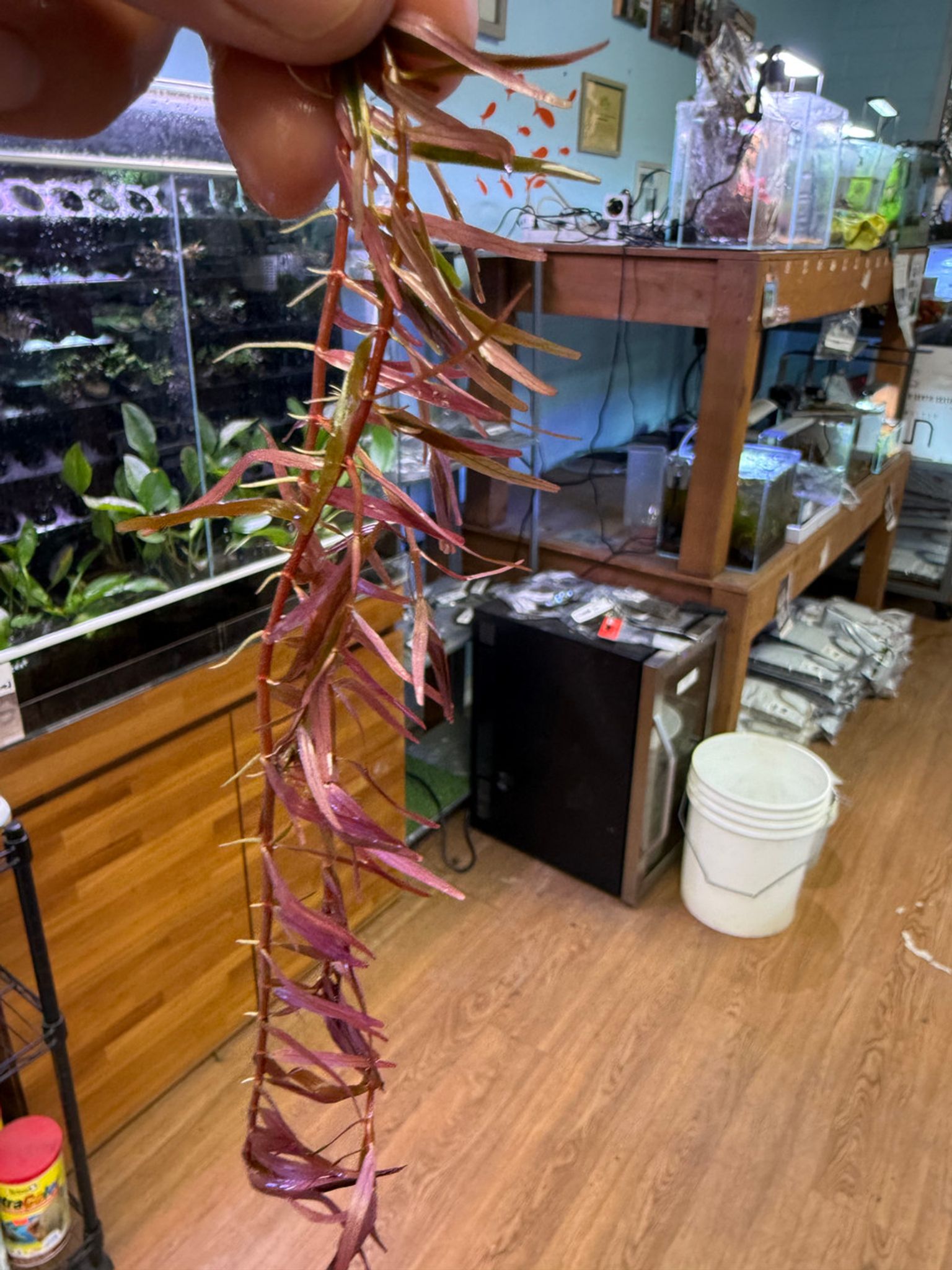 Premium Rotala H'ra Bunched