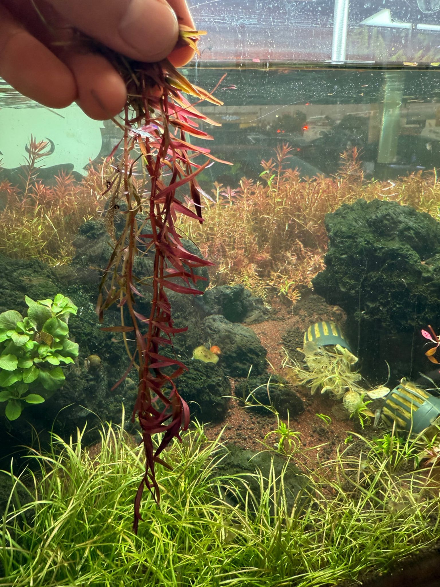 Premium Rotala H'ra Bunched