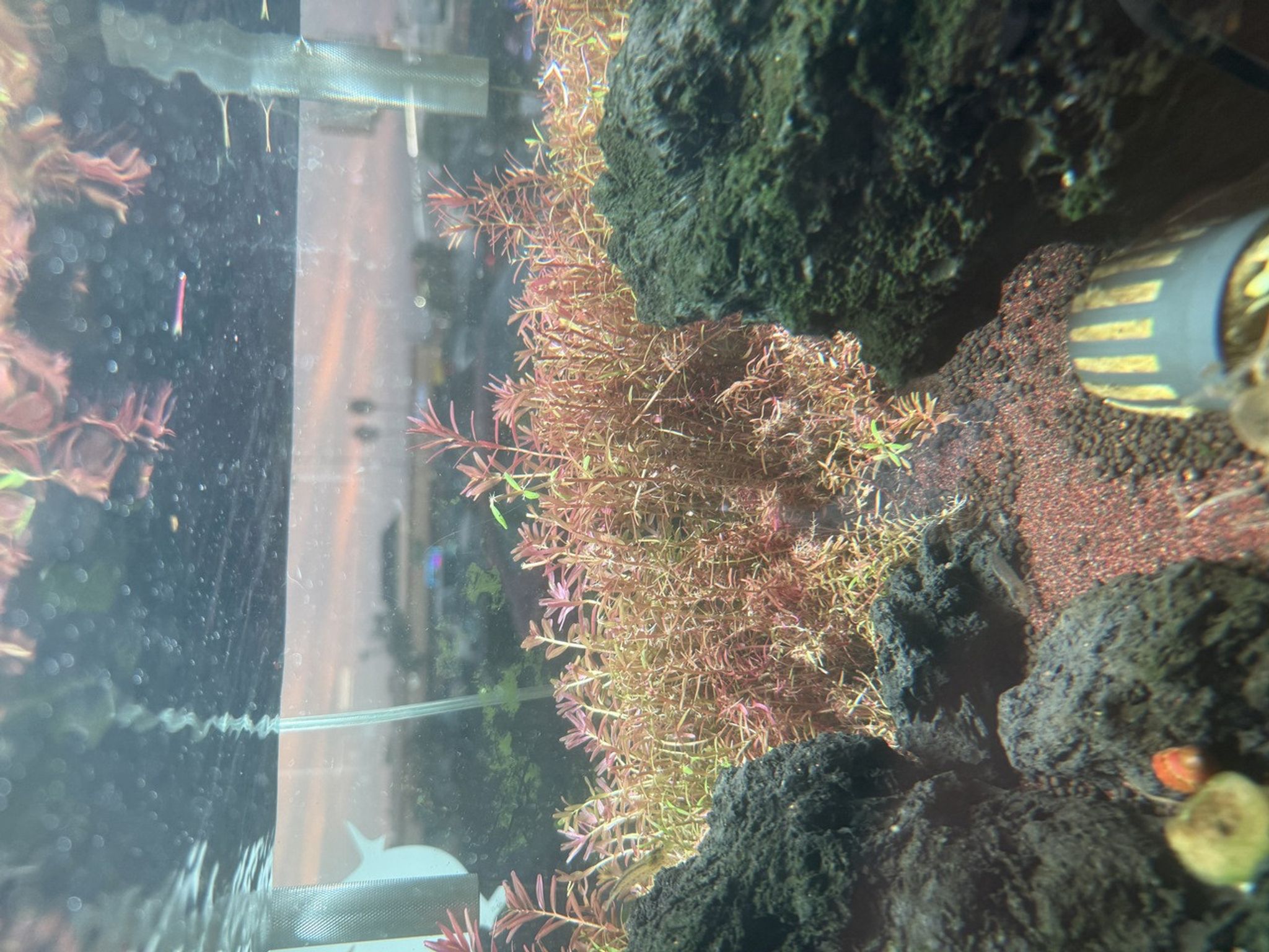 Premium Rotala H'ra Bunched