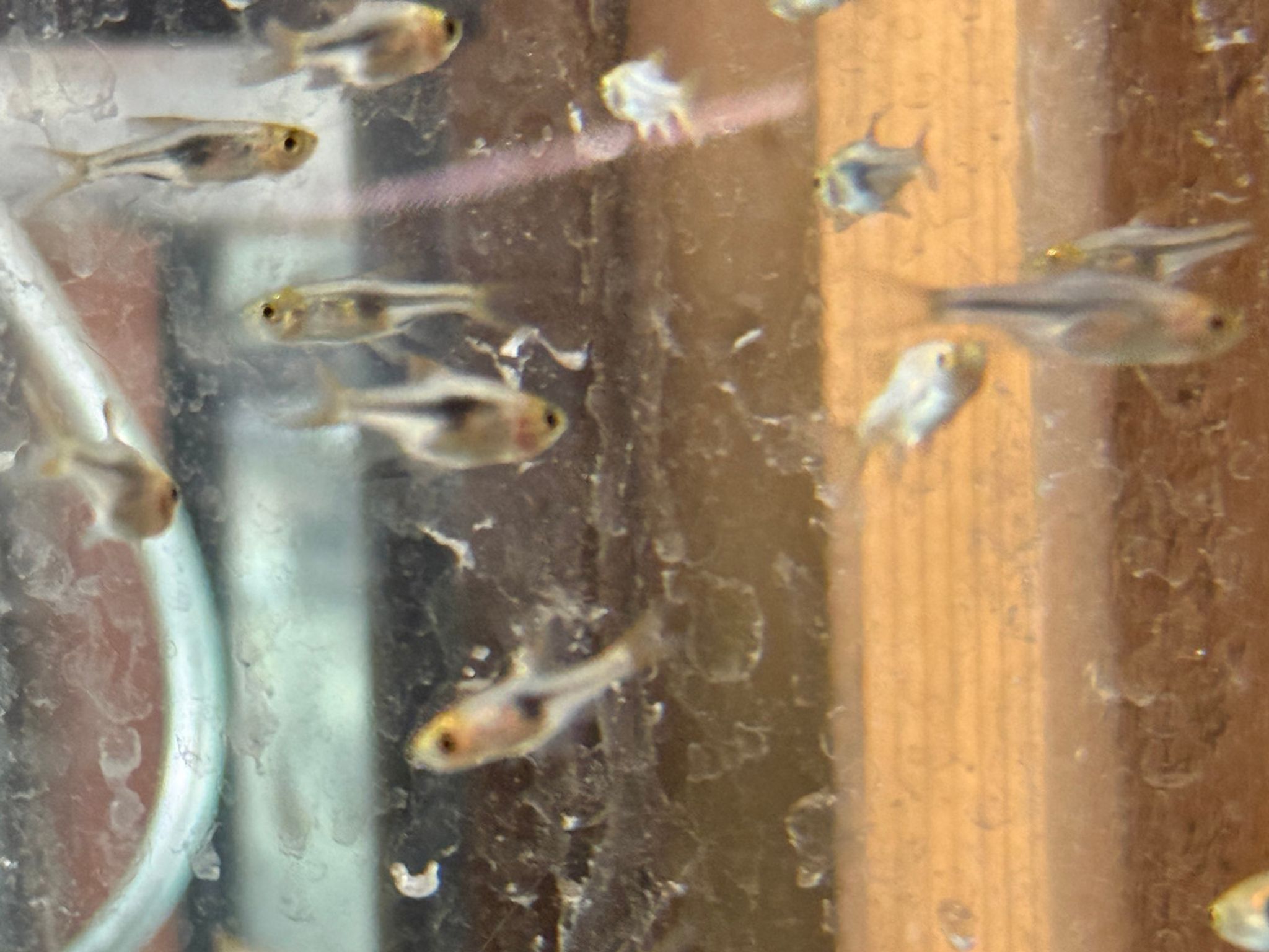 Purple Harlequin Rasbora