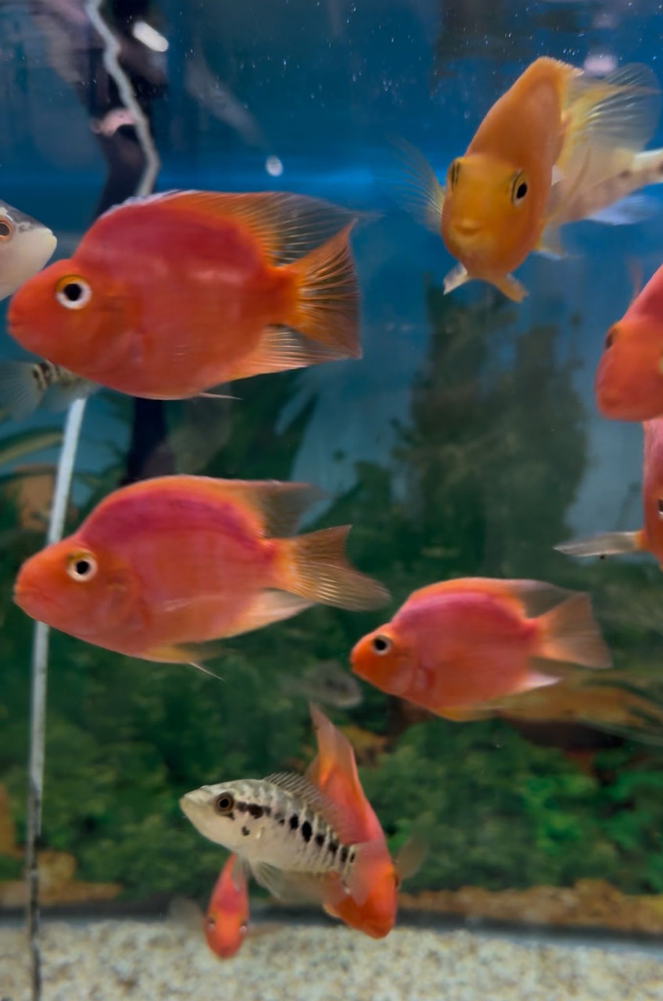 Purple Parrot Cichlid