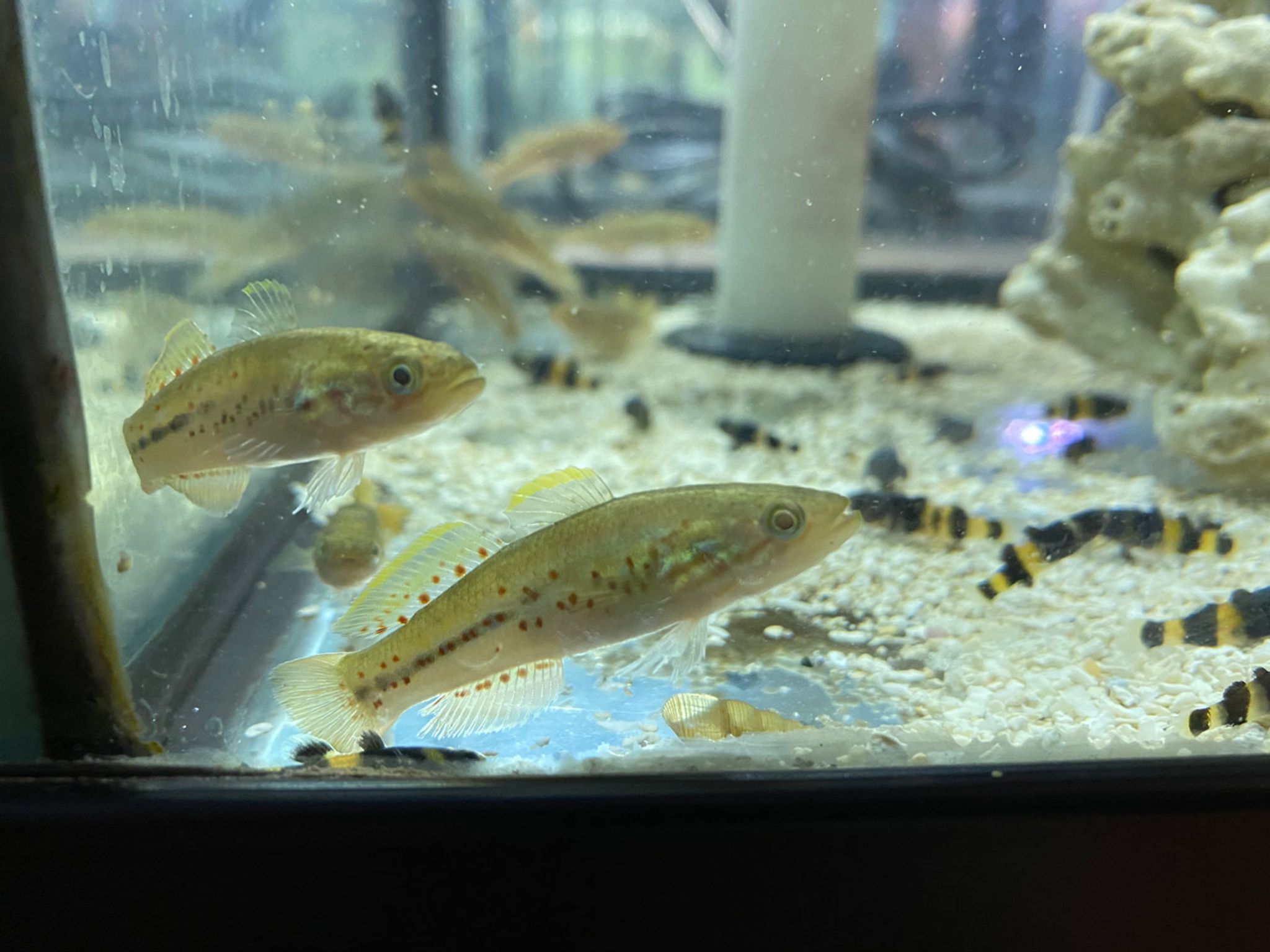 PURPLE SPOTTED MOGURNDA GUDGEON