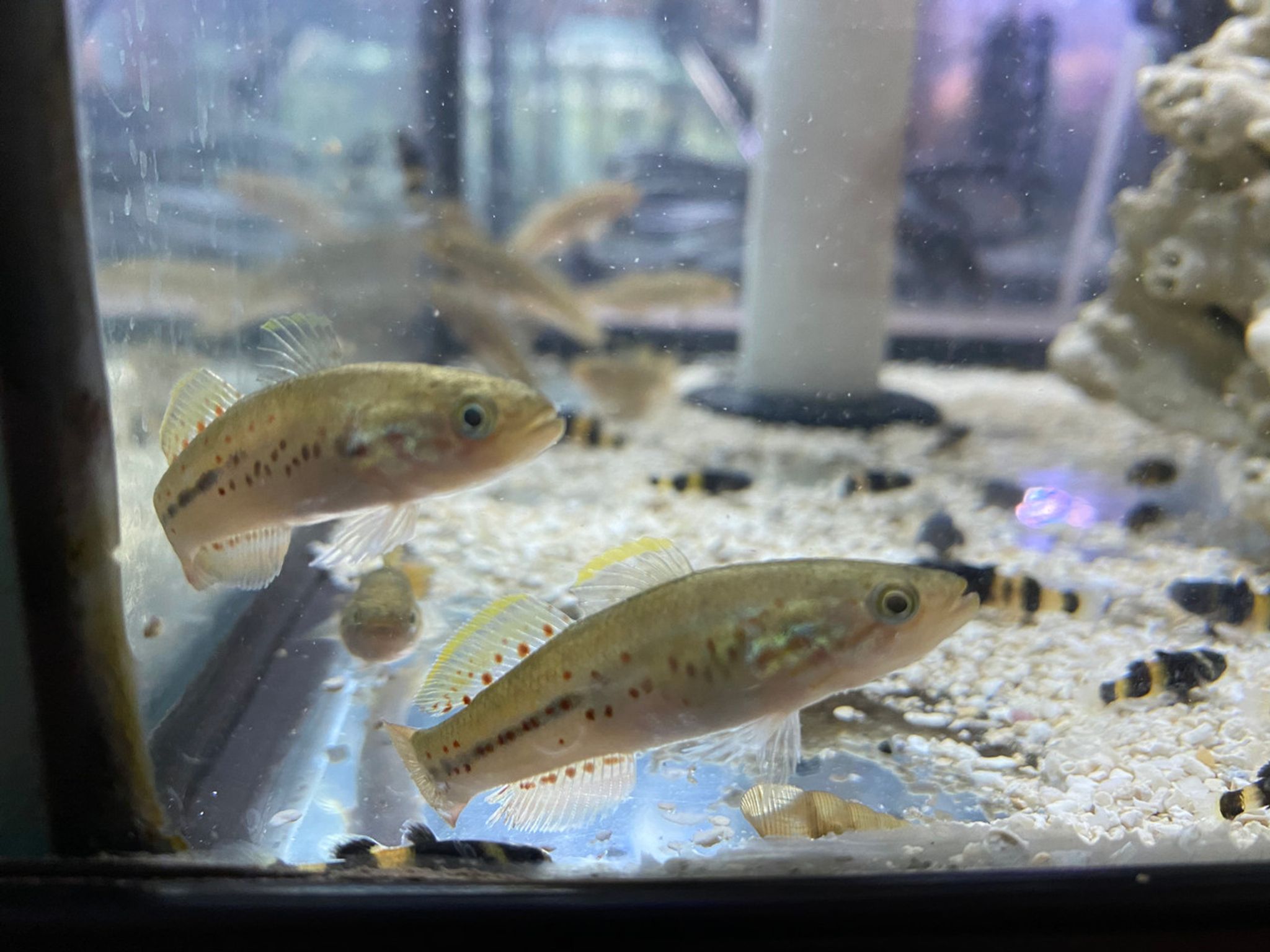 PURPLE SPOTTED MOGURNDA GUDGEON